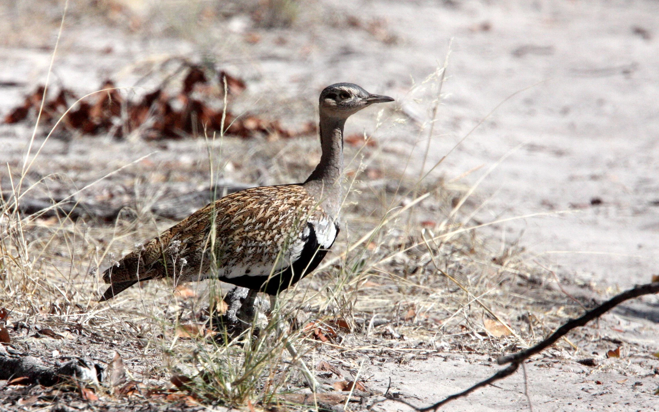 Red-crested Korhaan (Eupodotus ruficrista) Khwai Camp, Okavango Botswana (3).JPG