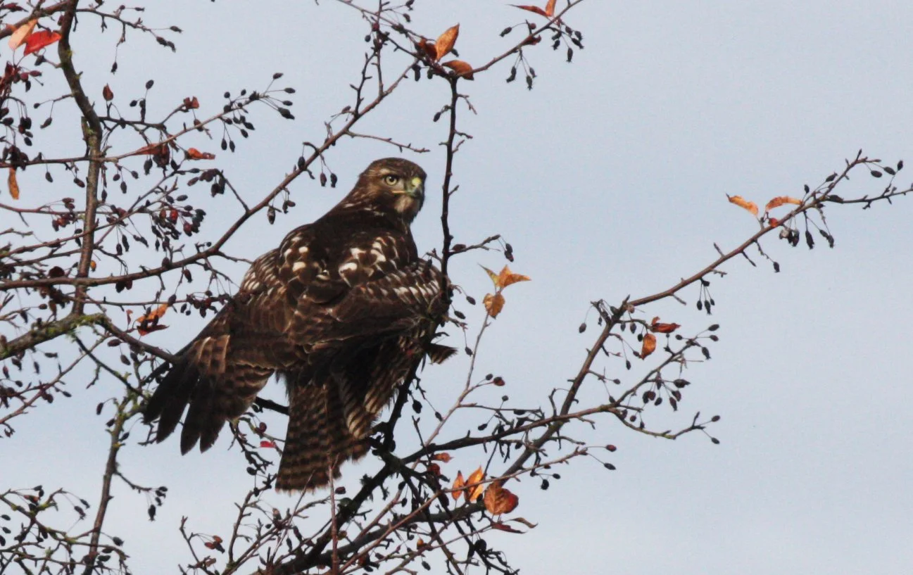 Buteo jamaicensis - RED-TAILED HAWK - JAMESTOWN WA (5).JPG