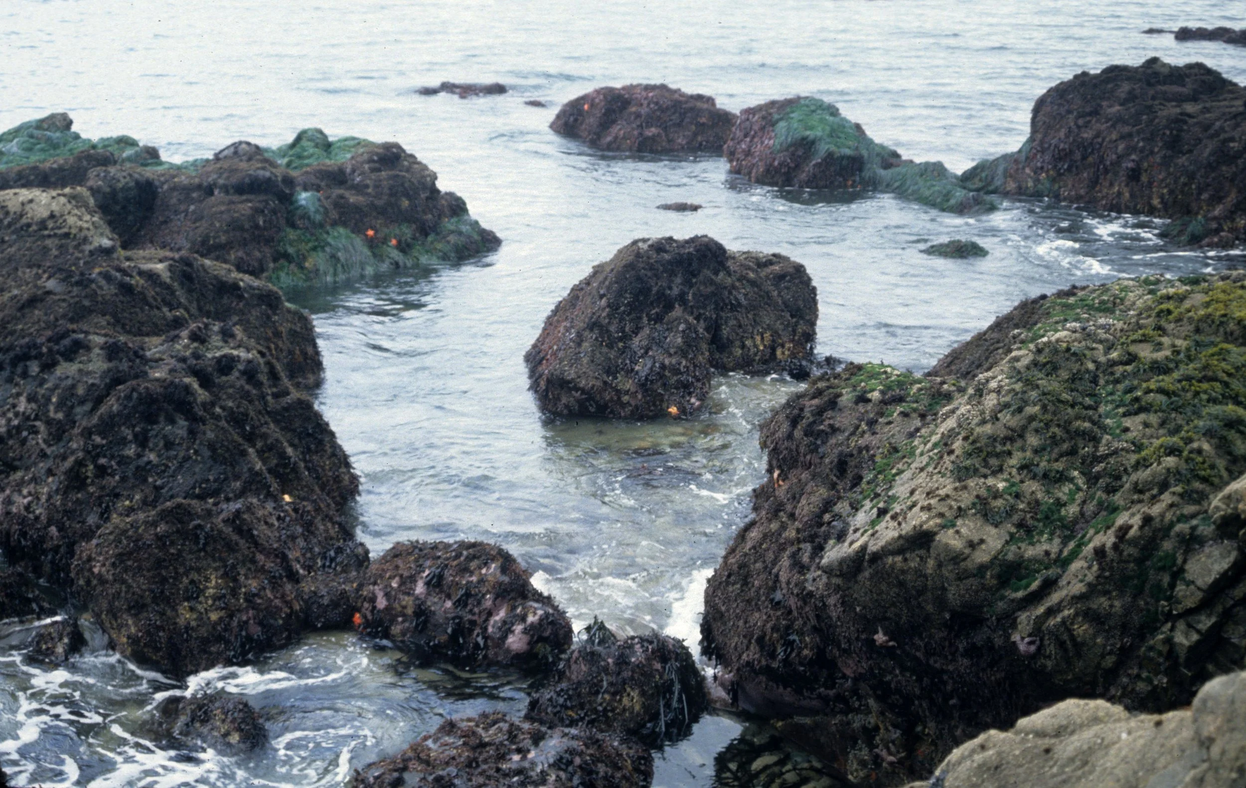 CALIFORNIA - POINT REYES - ROCKY INTERTIDAL ZONE.jpg