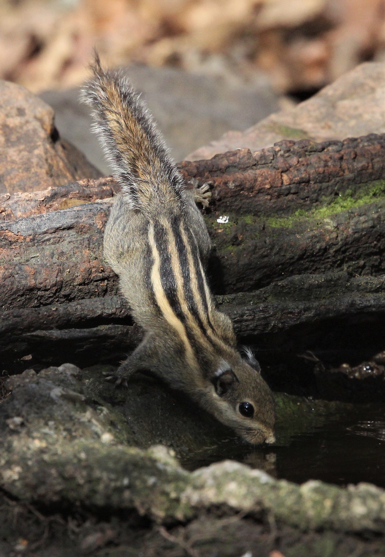 Tamiops mcclellandii - WESTERN STIPED SQUIRREL - LUNG SIN HIDE, KAENG KRACHAN (16).jpg