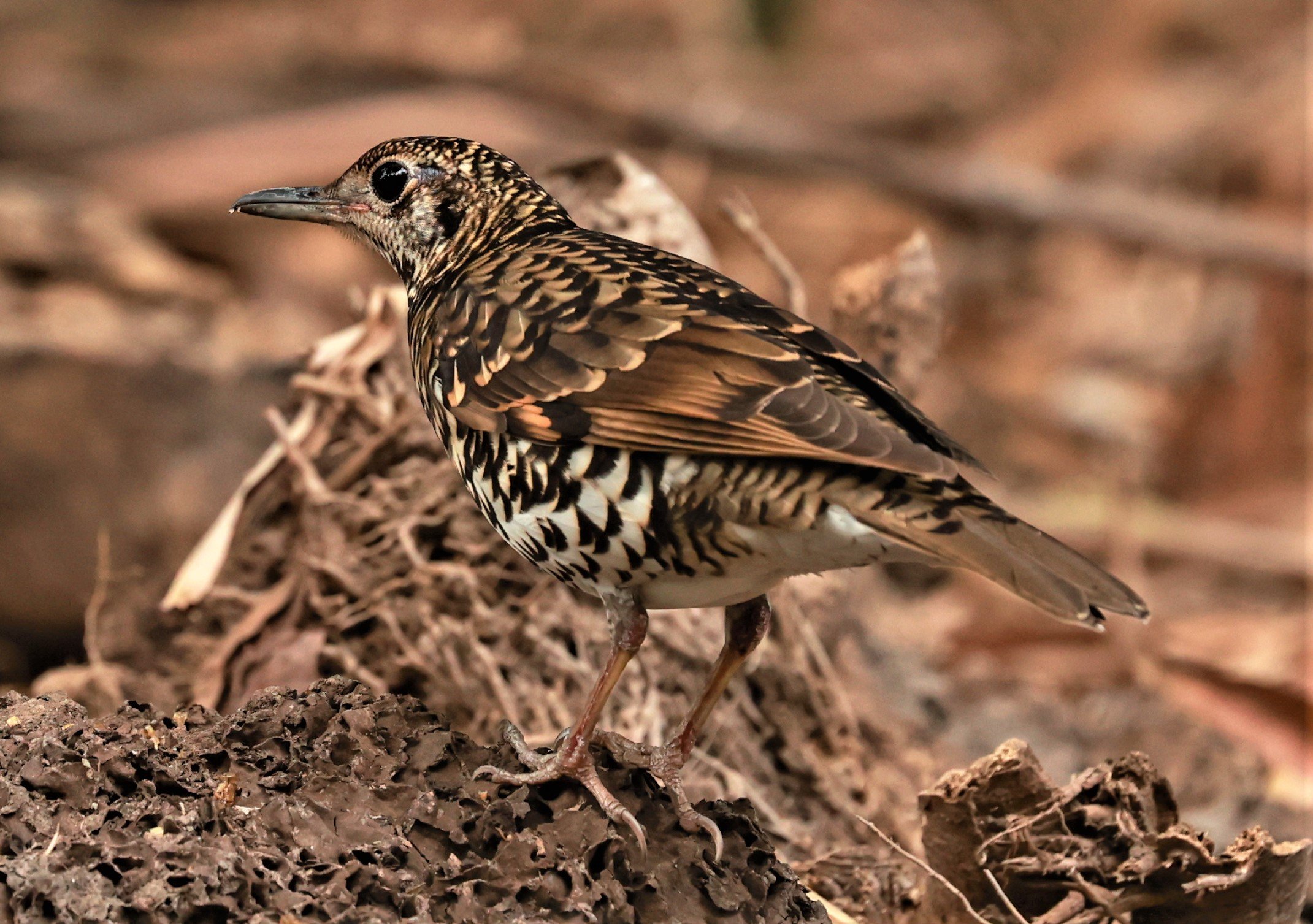 White's Thrush (Zoothera aurea) Putthamonthon Park Nakhon Pathom Thailand (28).jpg