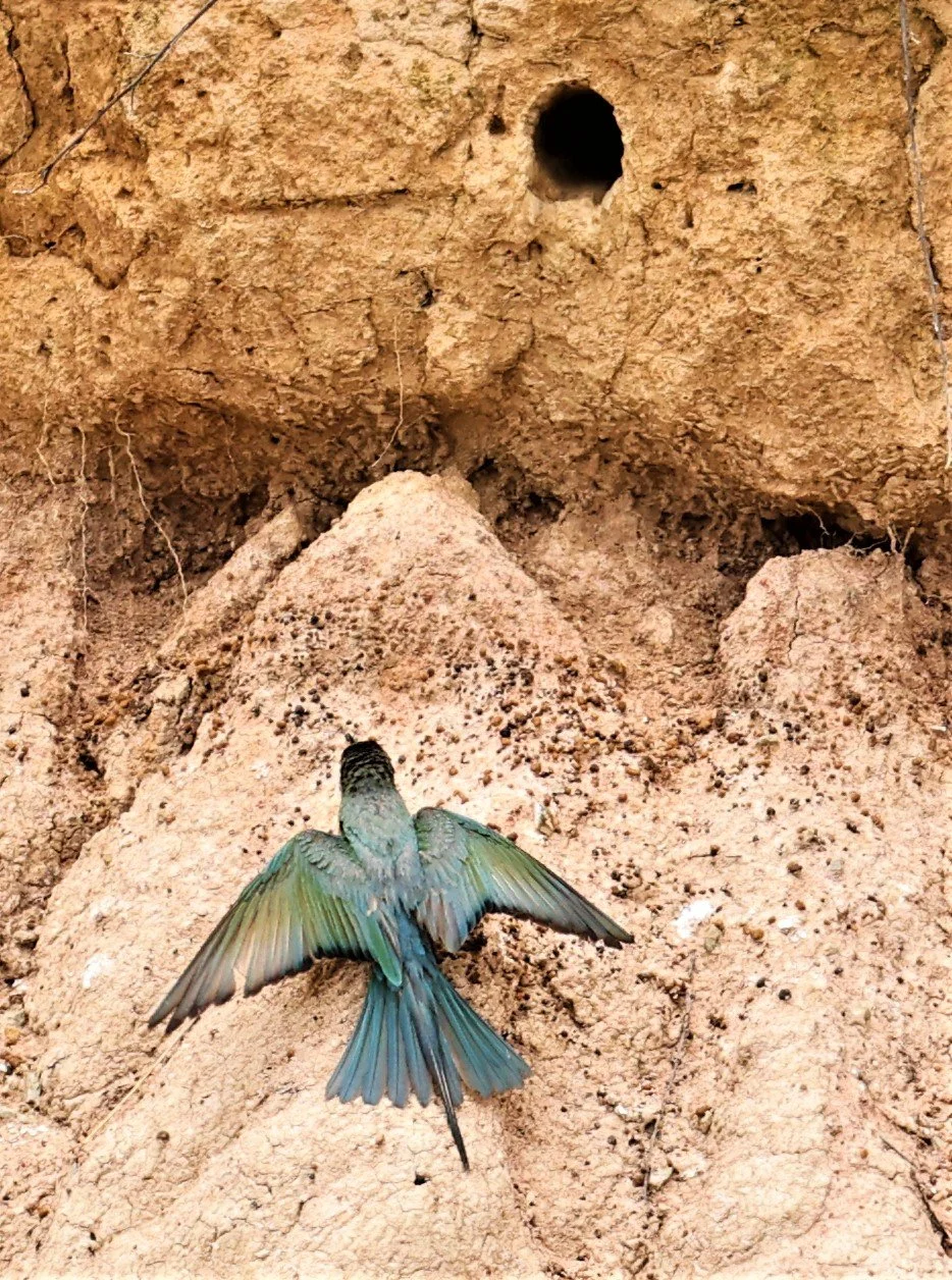 BEE EATER - BLUE-TAILED BEE-EATER - Merops philippinus - PETCHABURI OPEN QUARY AREA ON WAY TO BAAN MAKA JUNE 2022 (22).jpg