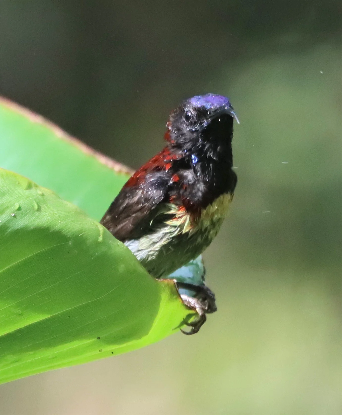 SUNBIRD - BLACK-THROATED SUNBIRD - Aethopyga saturata - DOI ANG KANG CHIANG MAI (20).jpg