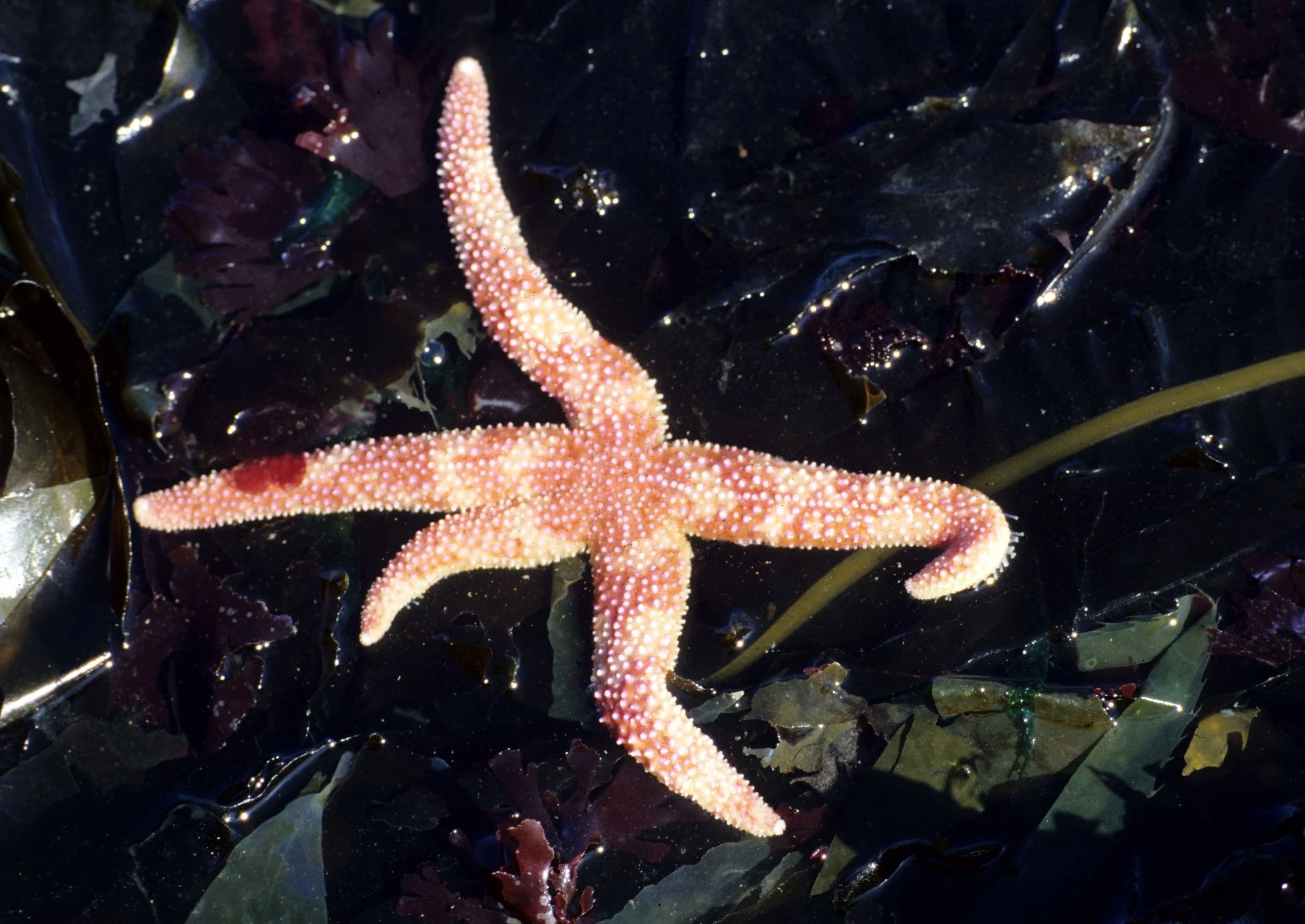 INVERTS - INTERTIDAL - ECHINODERM - SEA STAR - RED AND WHITE STRIPED - LAKE FARMS (2).jpg