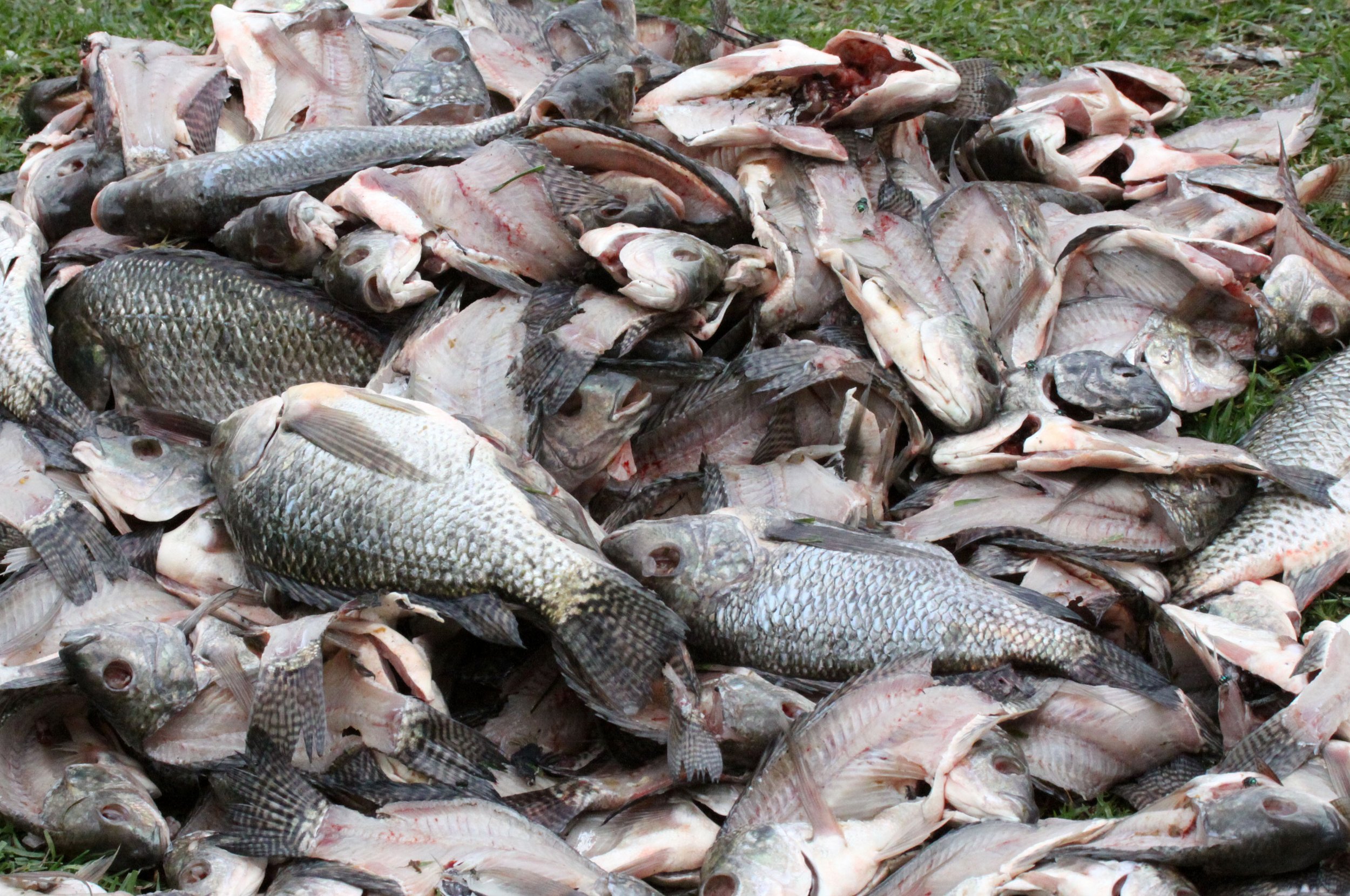 LAKE AWASSA ETHIOPIA (77).JPG