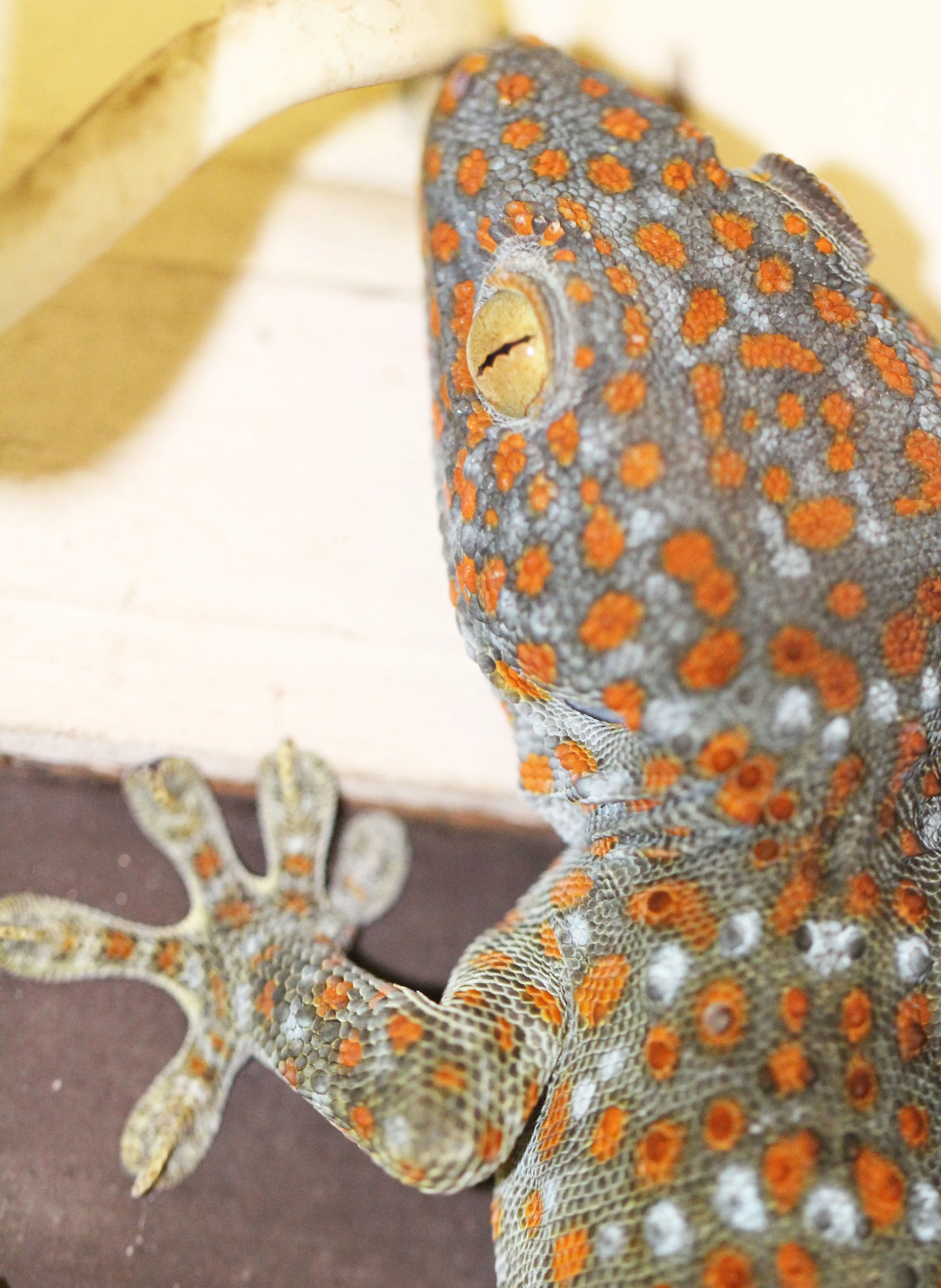 Gekko gecko - TOKAY GECKO - HUAI KHA KHAENG NATURE RESERVE - KAPOK KAPIEN STATION & MINERAL LICK - THAILAND (12).JPG