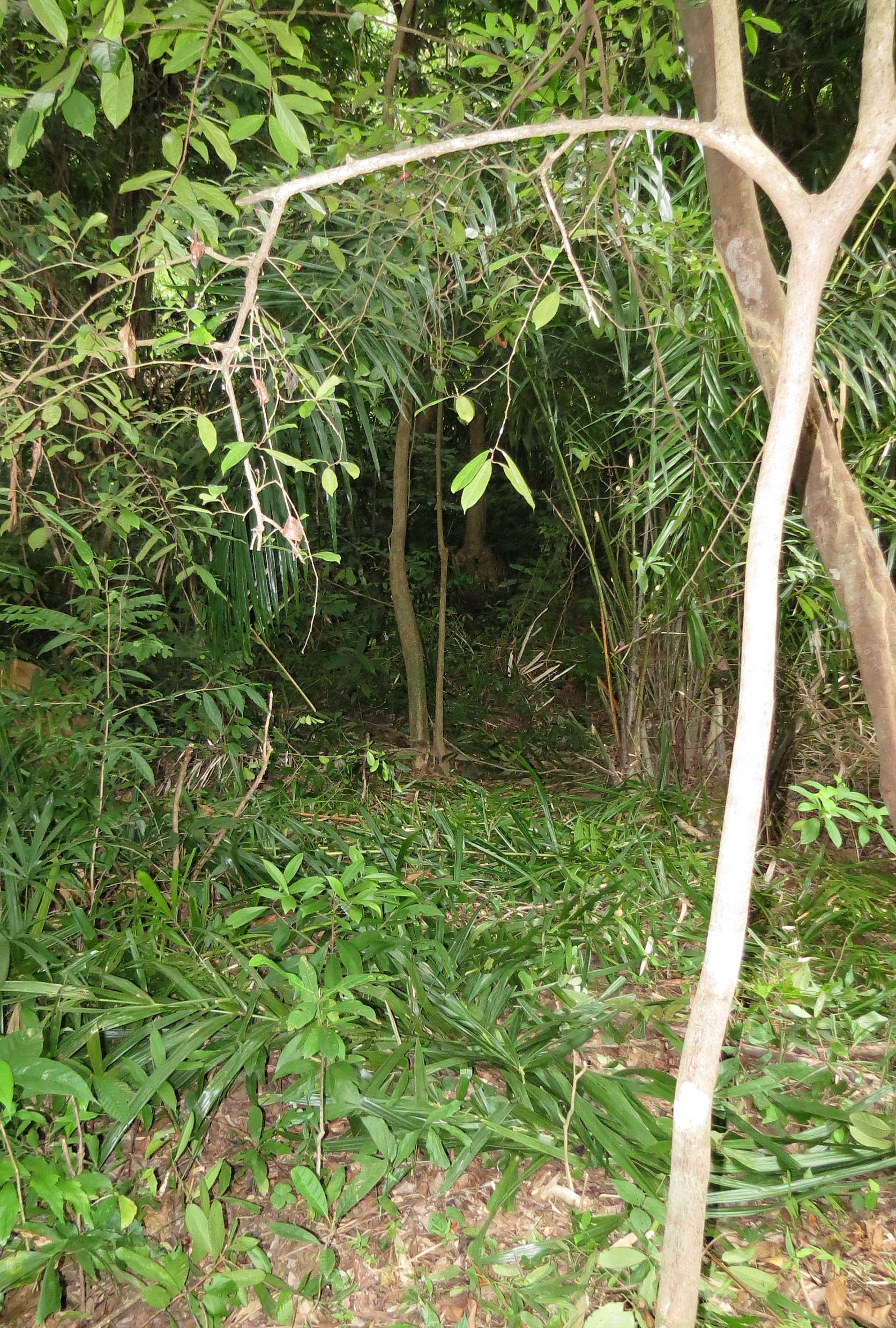 2014 Koh Lanta Build (132).JPG