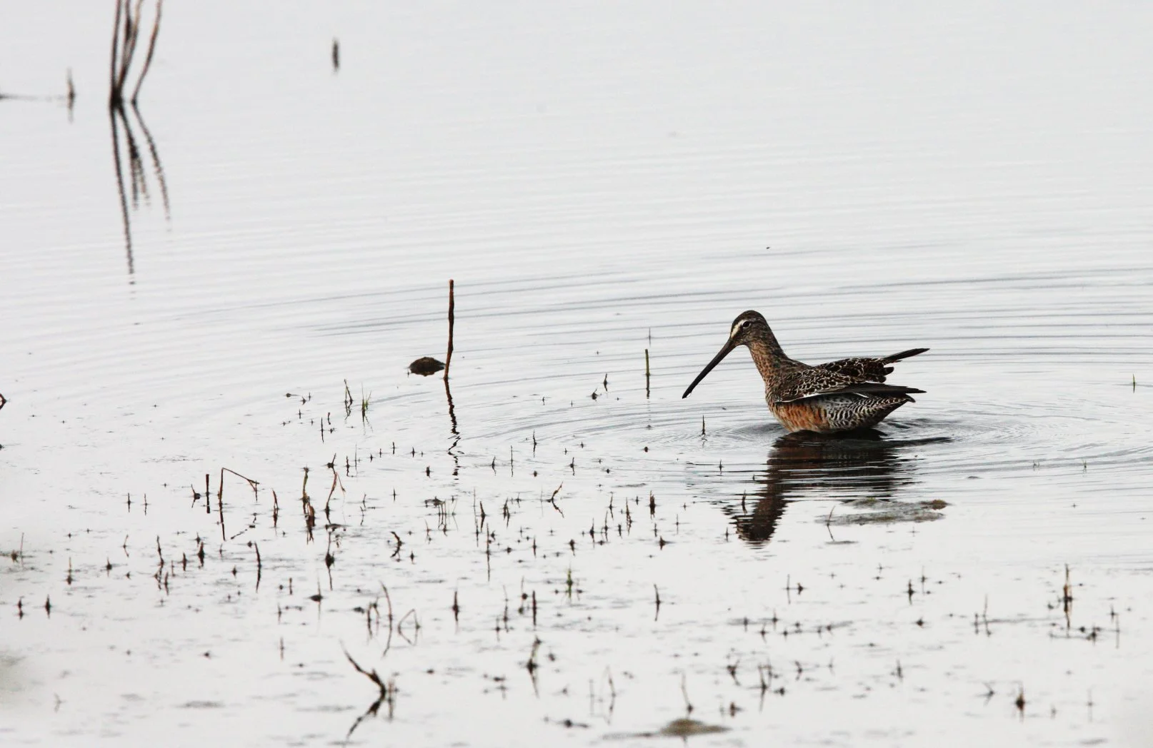 BIRD - DOWITCHER - LONG-BILLED DOWITCHER - COSUMNES RIVER PRESERVE CALIFORNIA (8).JPG