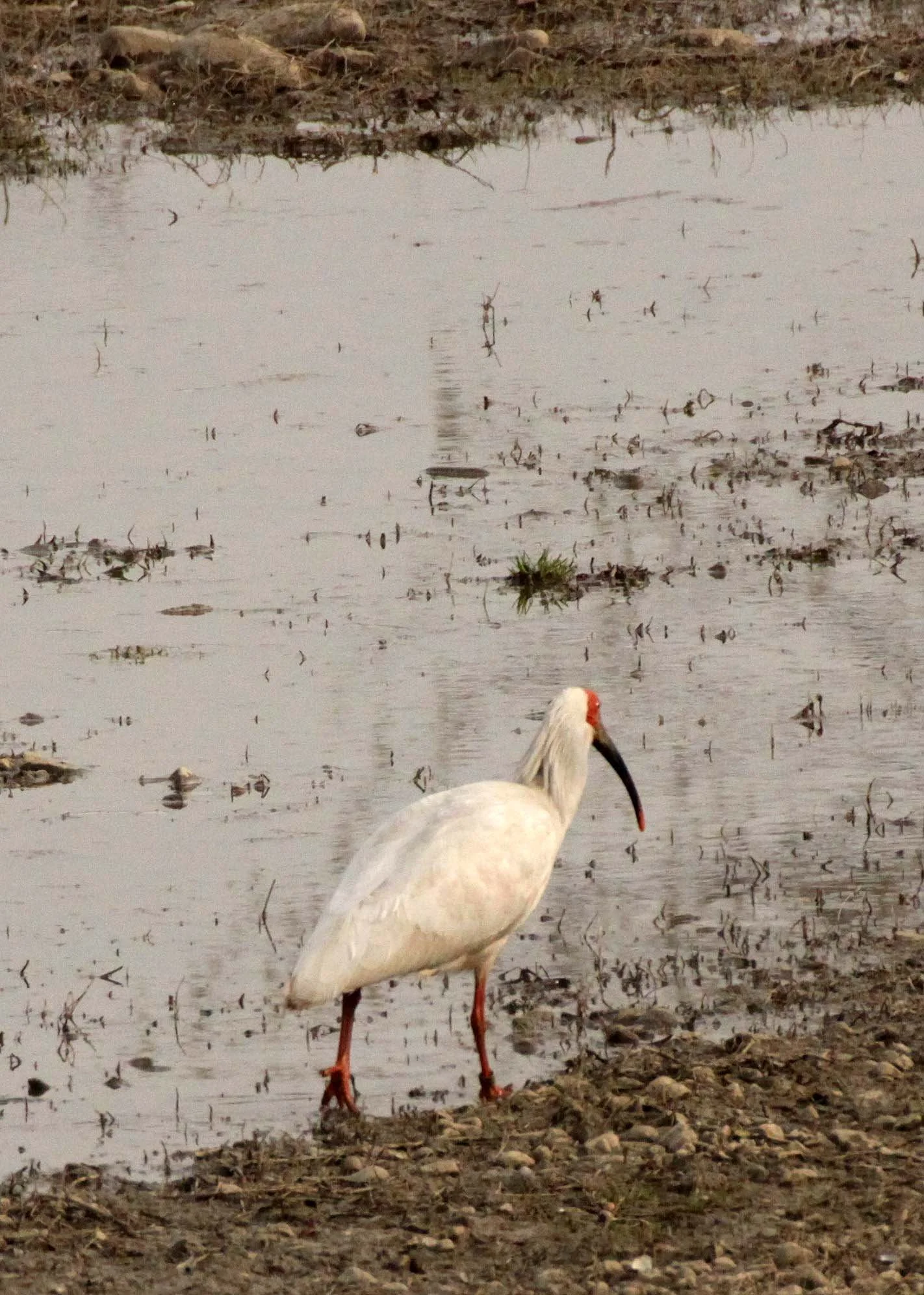 IBIS - CRESTED IBIS - Nipponia nippon - YANG COUNTY SHAANXI PROVINCE CHINA (80).JPG