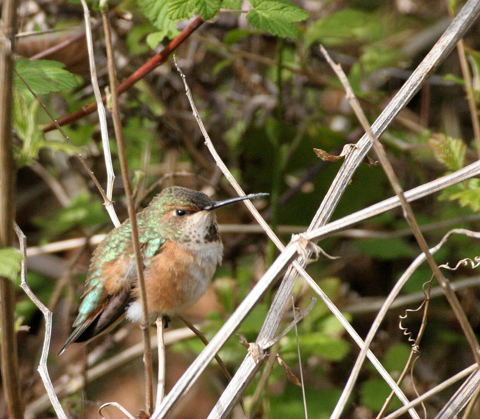 Selasphorus rufus - RUFOUS HUMMINGBIRD - LAKE FARM WA  (9).JPG