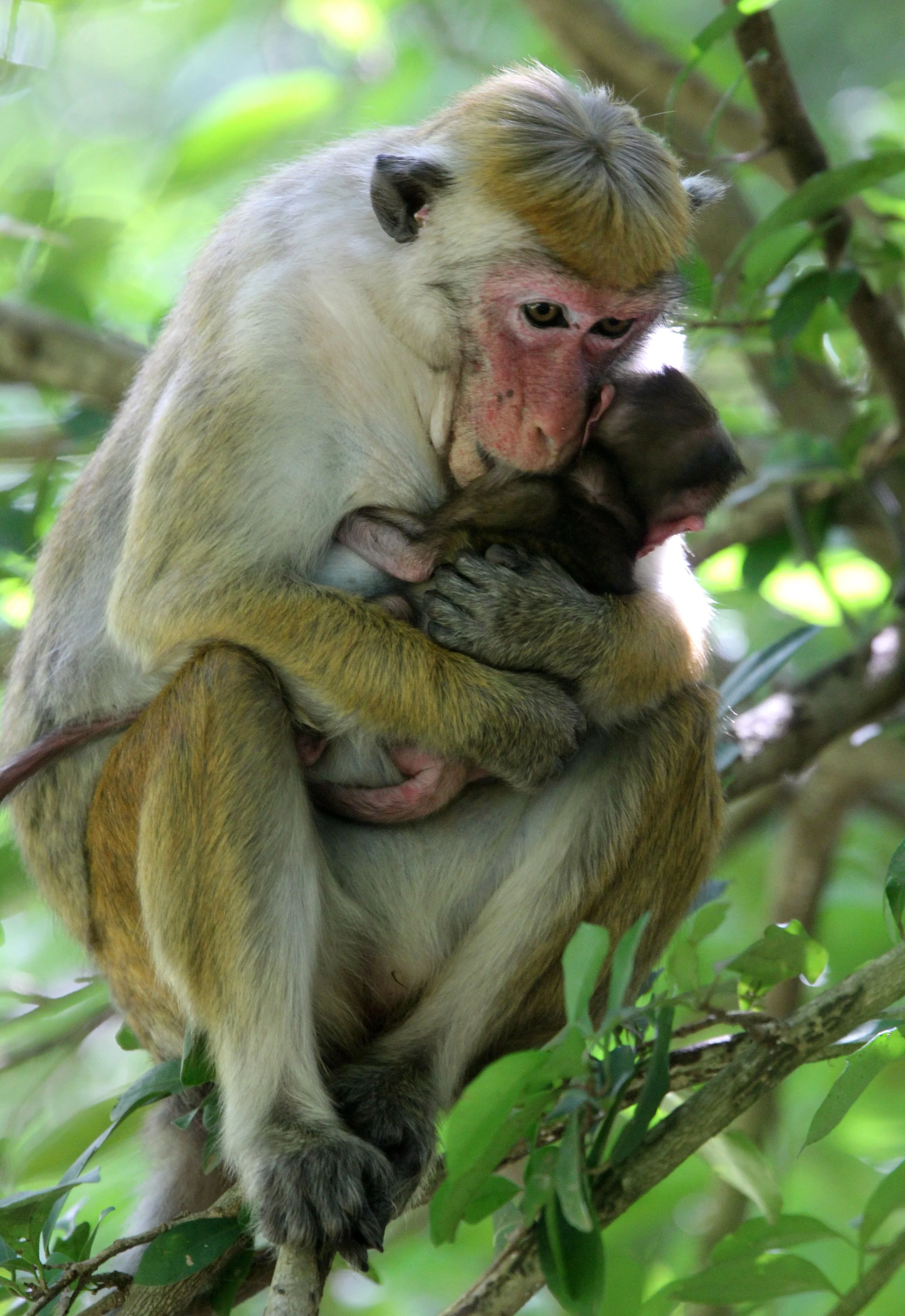 CERCOPITHECIDAE - Macaca sinica sinica - DRY ZONE TOQUE MACAQUE - SIRIGIYA FOREST AND FORTRESS AREA SRI LANKA - PHOTO BY SOM SMITH (24).JPG