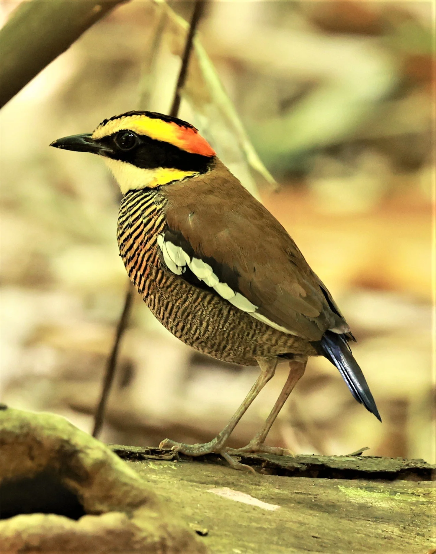 PITTA - Malayan banded pitta - Hydrornis irena - Si Phang Nga National Park, Thailand Feb 18-19, 2023 (127).jpg