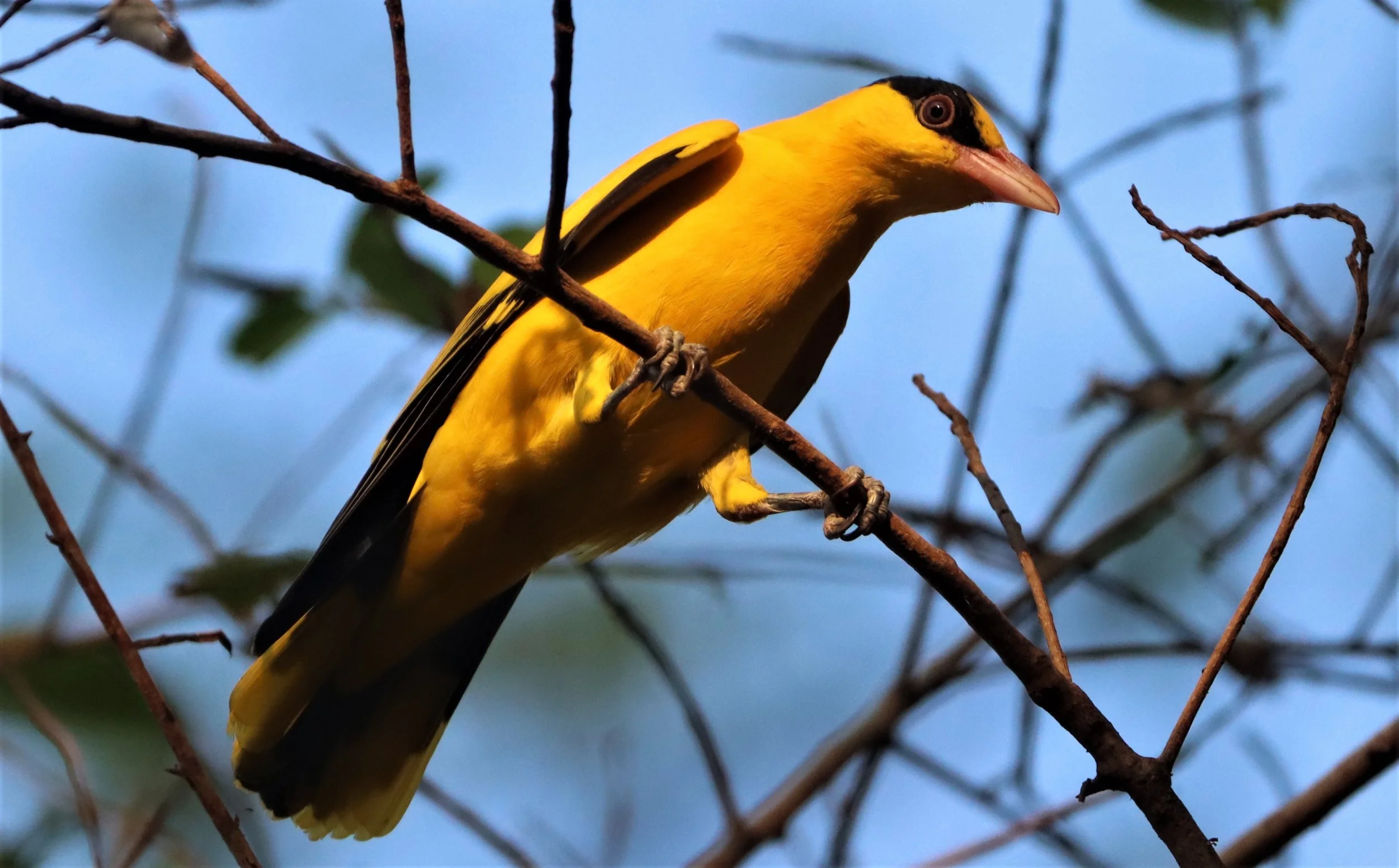 Black-napped Oriole (Oriolus chinensis) Rama 9 Park Bangkok (14).jpg