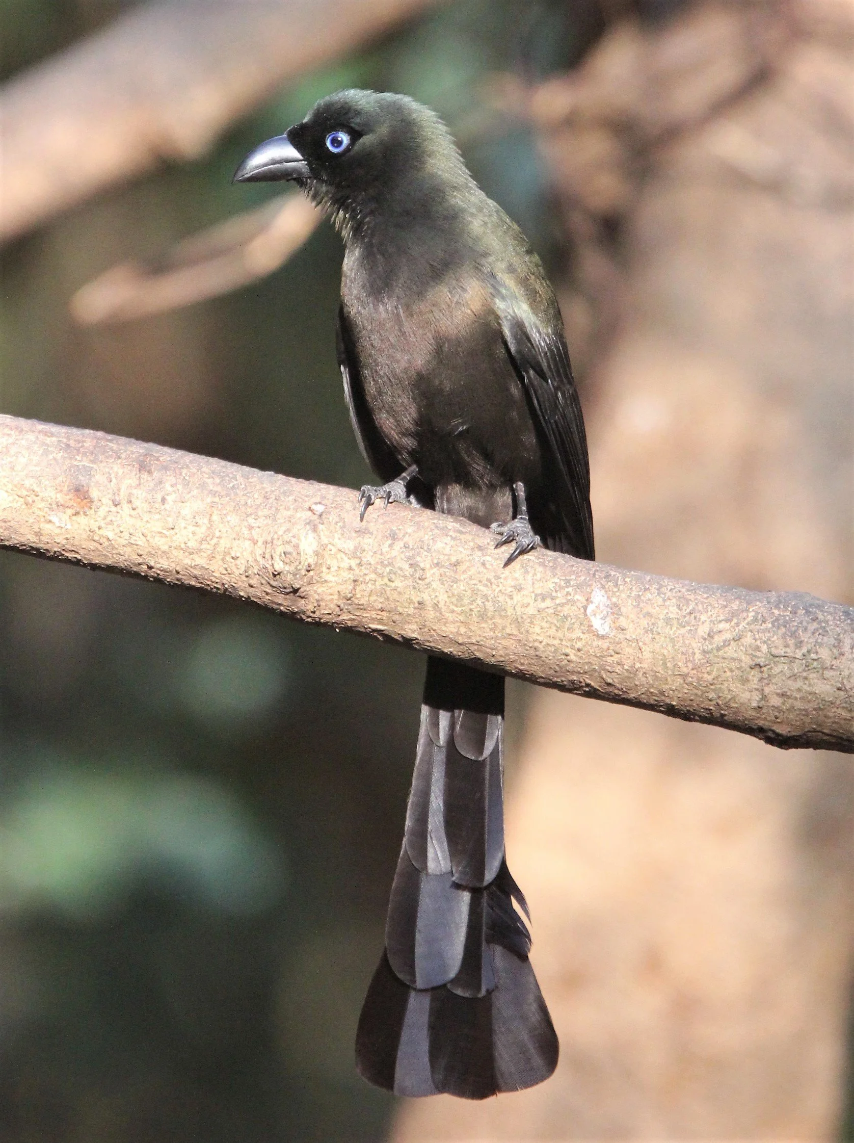 TREEPIE - RACKET-TAILED TREEPIE -Crypsirina temia - KAENG KRACHAN (5).jpg