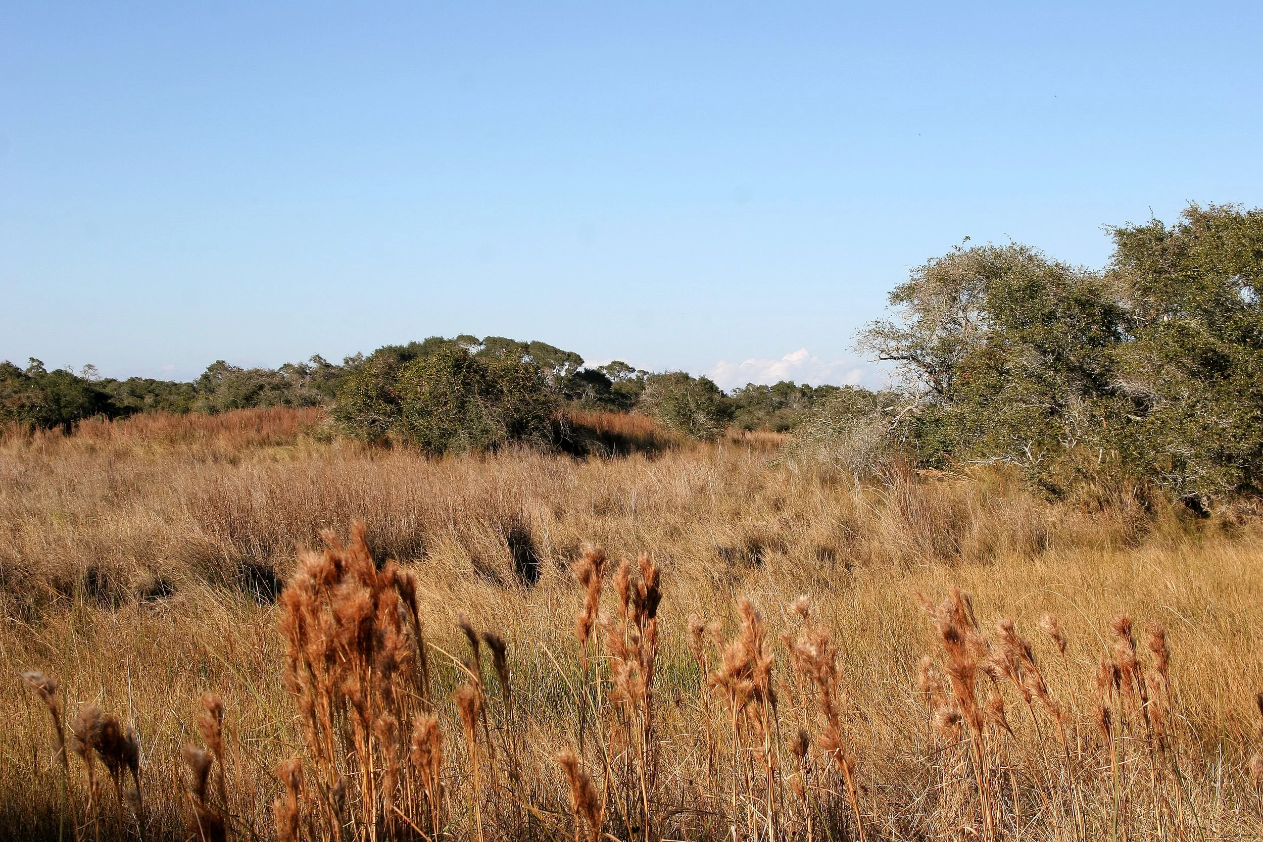 ARANZAS NWR - TEXAS (21).jpg