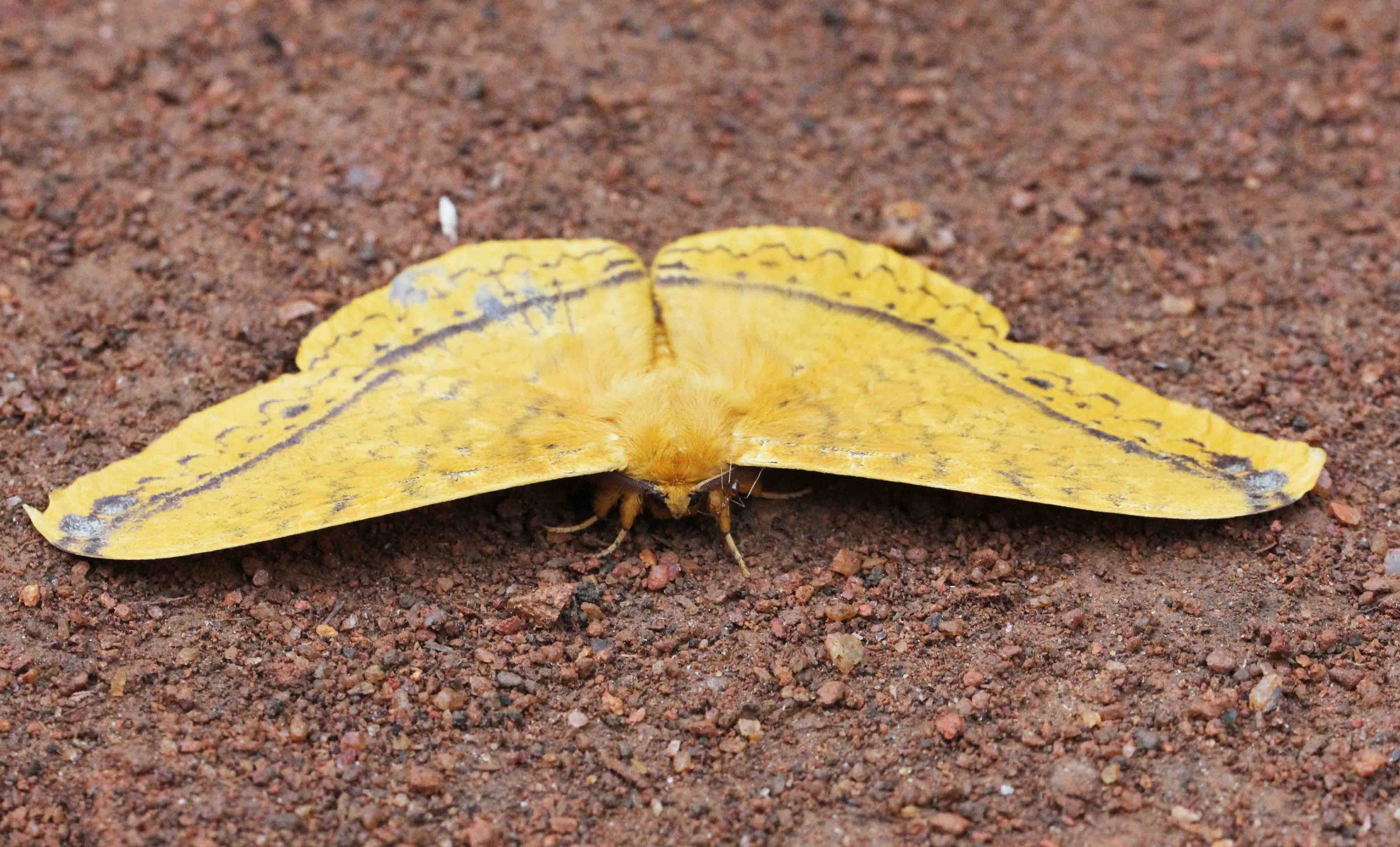 Saturniidae - Unidentified Species - Sinharaja, Sri Lanka 
