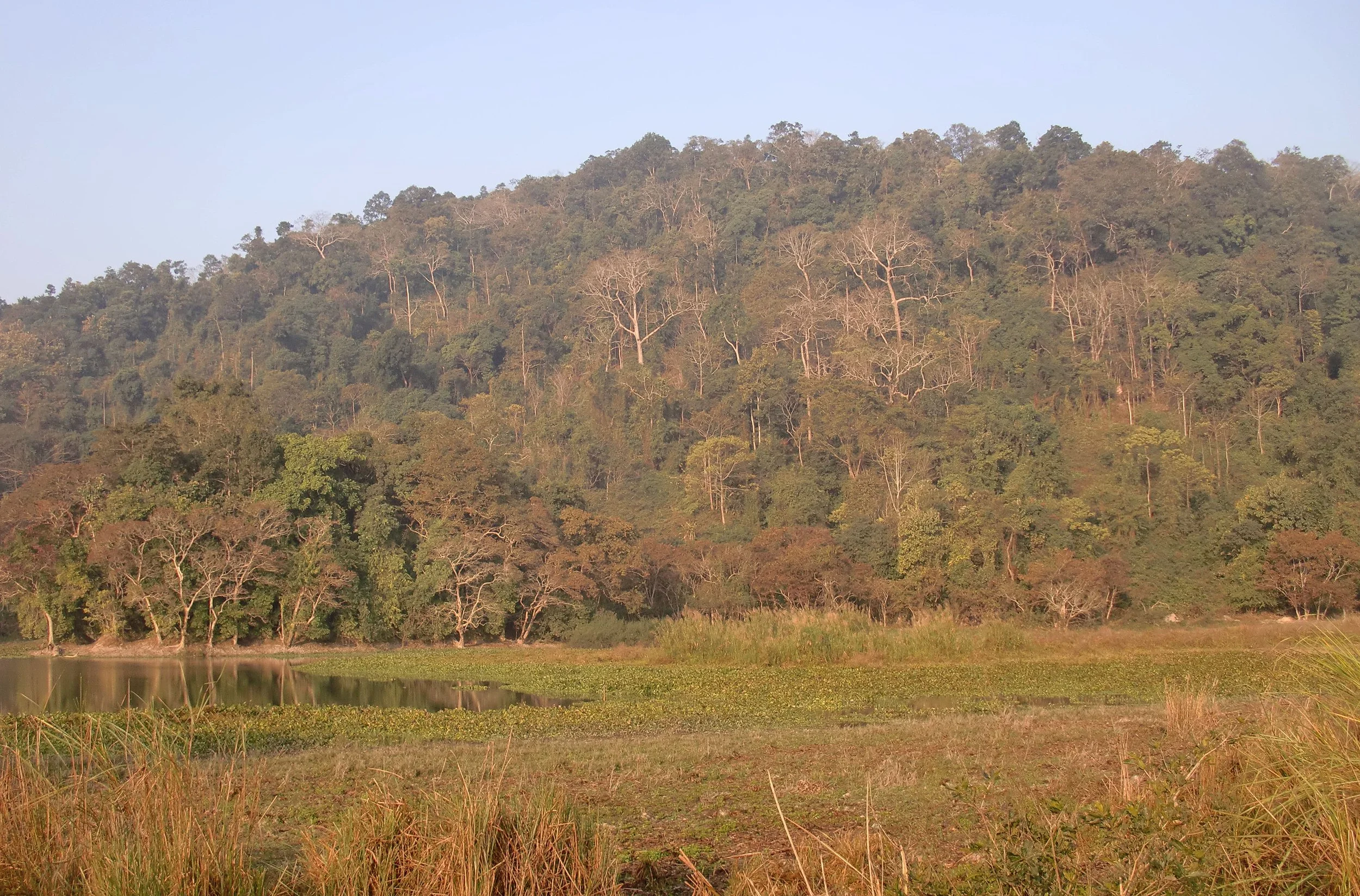 ASSAM - KAZIRANGA NATIONAL PARK INDIA (15).JPG