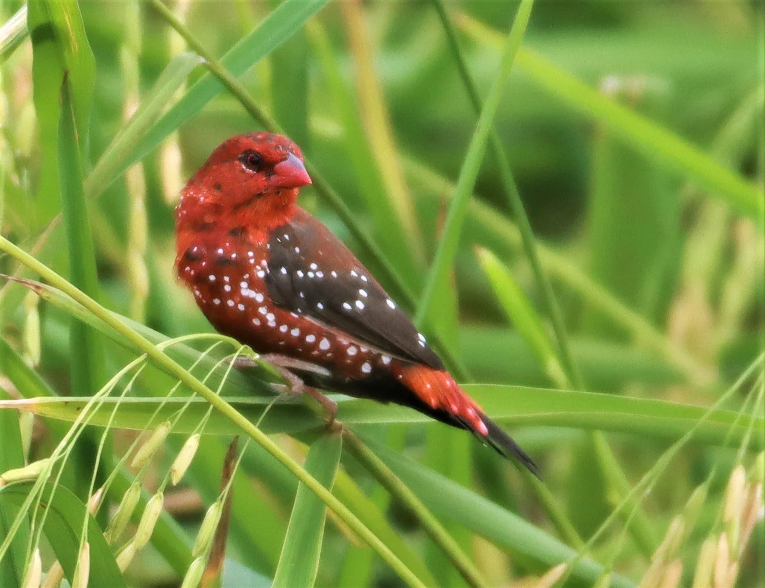 RED AVADAVAT - Amandava amandava - LAD KRABANG  THAP YAO RICE FIELDS AUGUST 14 2021 (149).jpg