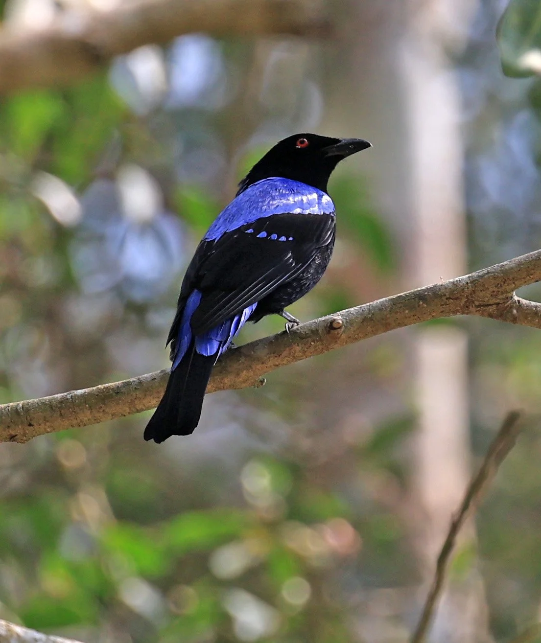 Asian Fairy-bluebird (Irena puella) Khao Yai National Park Feb 2026 Day 2 (16).jpg