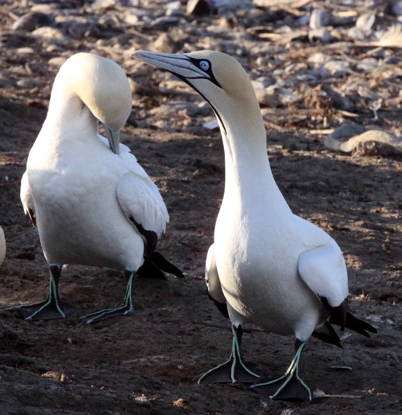 Cape gannet (Morus capensis) Lambert's Bay South Africa (47).JPG
