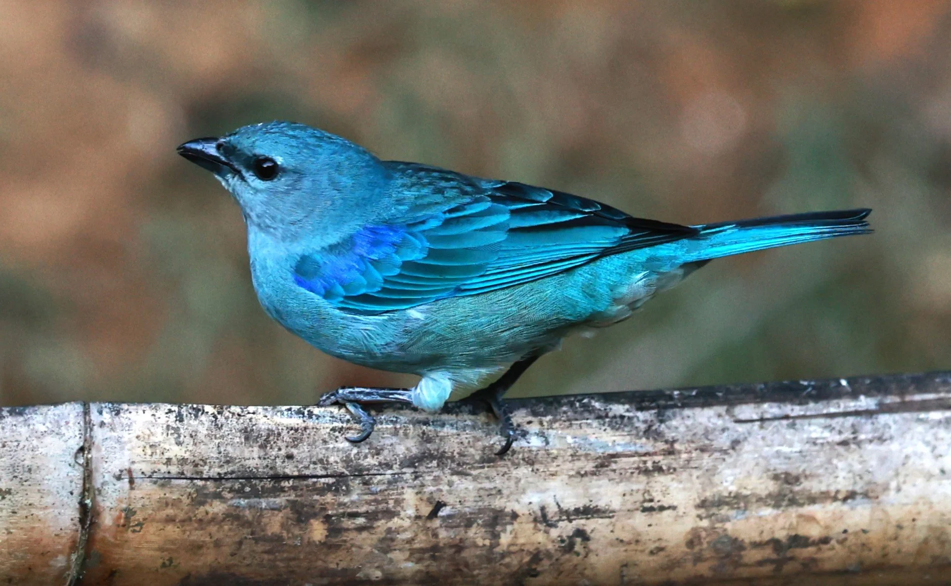 Tanager - Azure-shouldered Tanager - Thraupis cyanoptera - Espirito Santo, Santa Teresa, Pousada Vita Verde (7).JPG