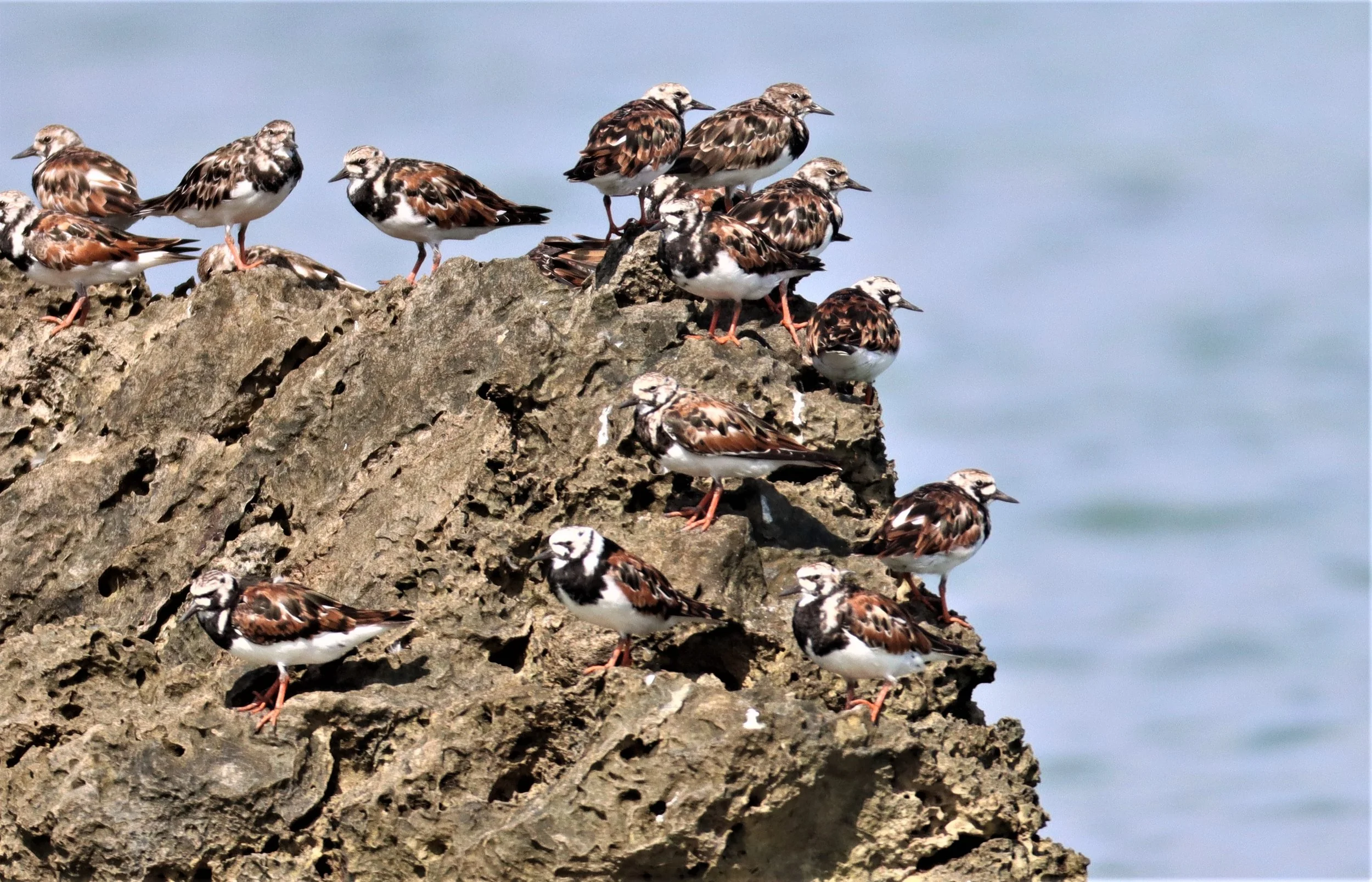 TURNSTONE - RUDDY TURNSTONE - Arenaria interpres - LAEM PAKARAM PHANG NGA (13).jpg