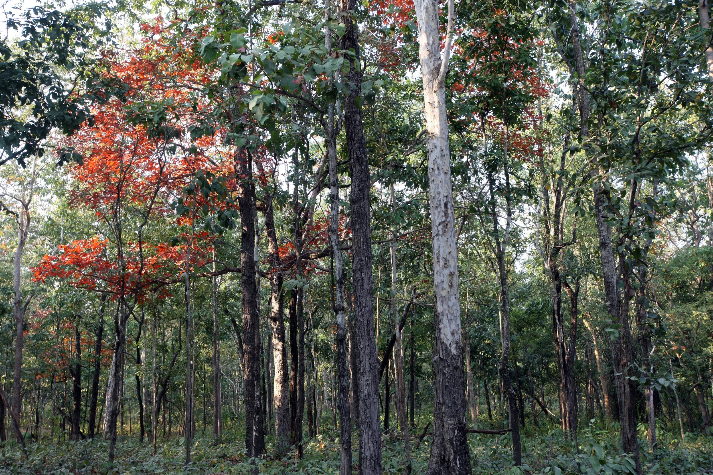 2014 Huai Kha Khaeng Bruce Kekule Trip (149).JPG