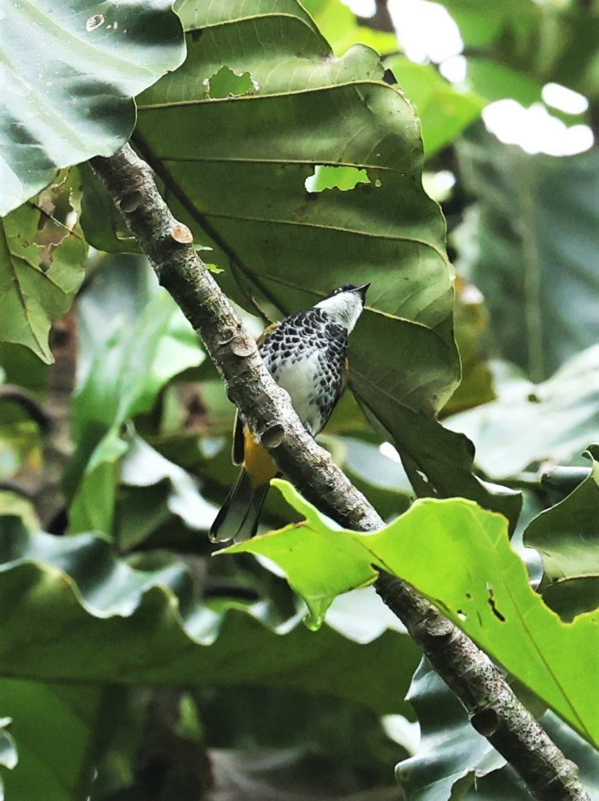BULBUL - SCALY-BREASTED BULBUL - Ixodia squamata - HALA BALA WILDLIFE SANCTUARY APRIL 2022 (4).jpg