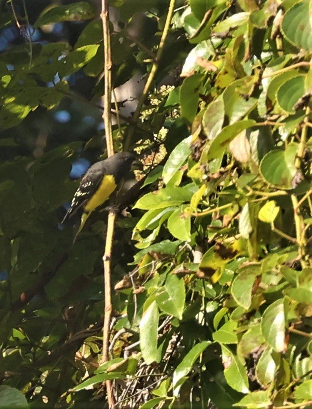 Spot-winged Grosbeak (Mycerobas melanozanthos) Fang Hotsprings Chiang Mai Thailand (7).jpg