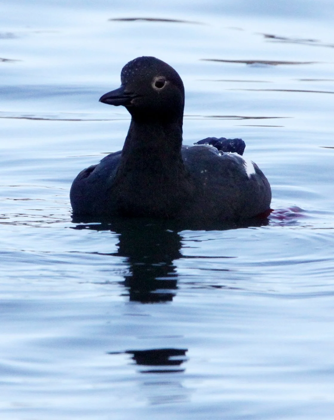 Cepphus columba eureka - PIGEON GUILLEMOT - ELKHORN SLOUGH CALIFORNIA (3).JPG