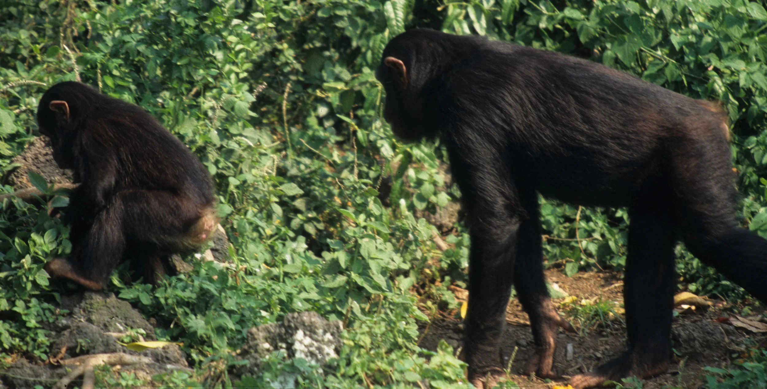 PRIMATE - CHIMP - UGANDA 16.jpg
