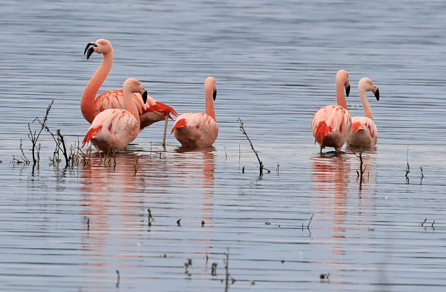 Chilean Flamingo (Phoenicopterus chilensis) Lagunas del Ornitólogo, Trelew Argentina (91).jpg