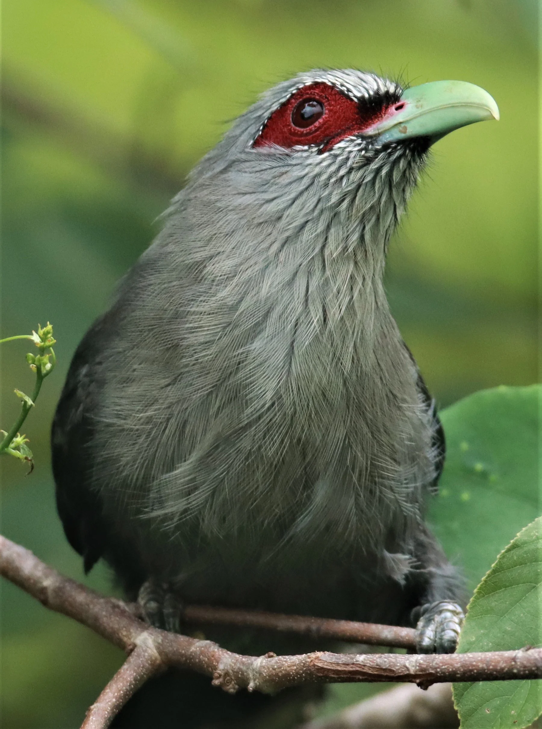 Green-billed Malkoha (Phaenicophaeus tristis) Nong Ya Plong Petchaburi Thailand (3).jpg