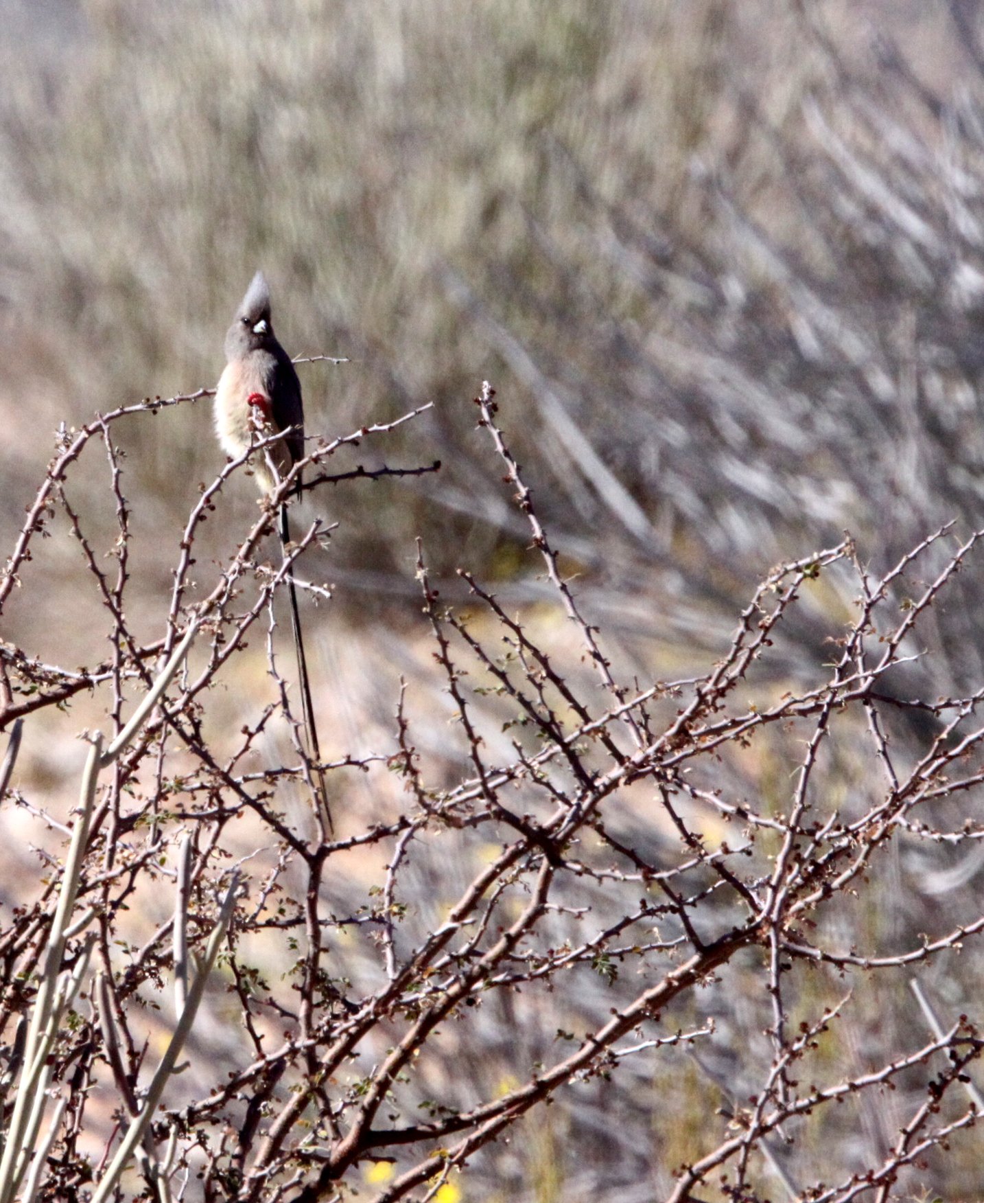 White-backed Mousebird (Colius colius) Augrabies Falls NP South Africa (2).JPG