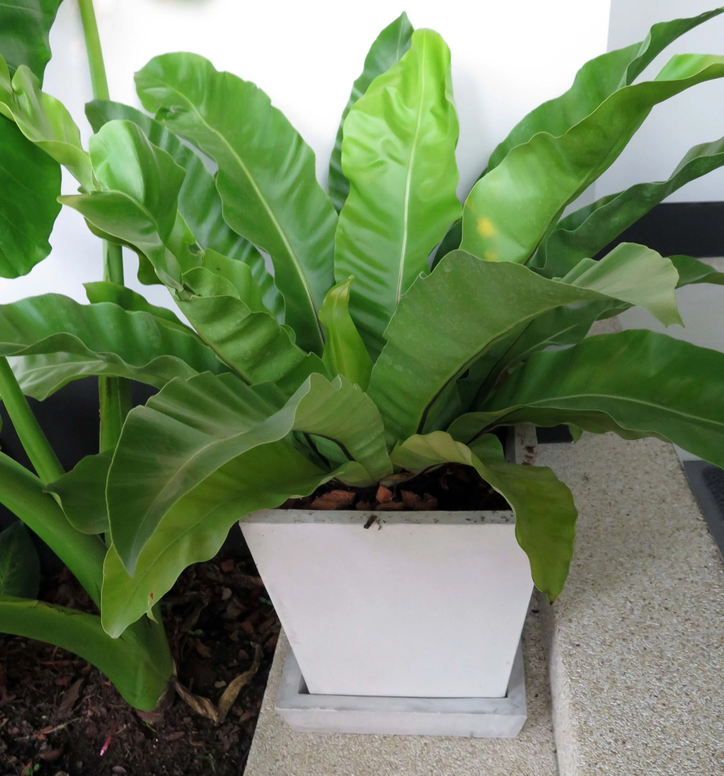 2013 Nonthaburi Setthasiri House and Nonthaburi Neighborhood (182).JPG