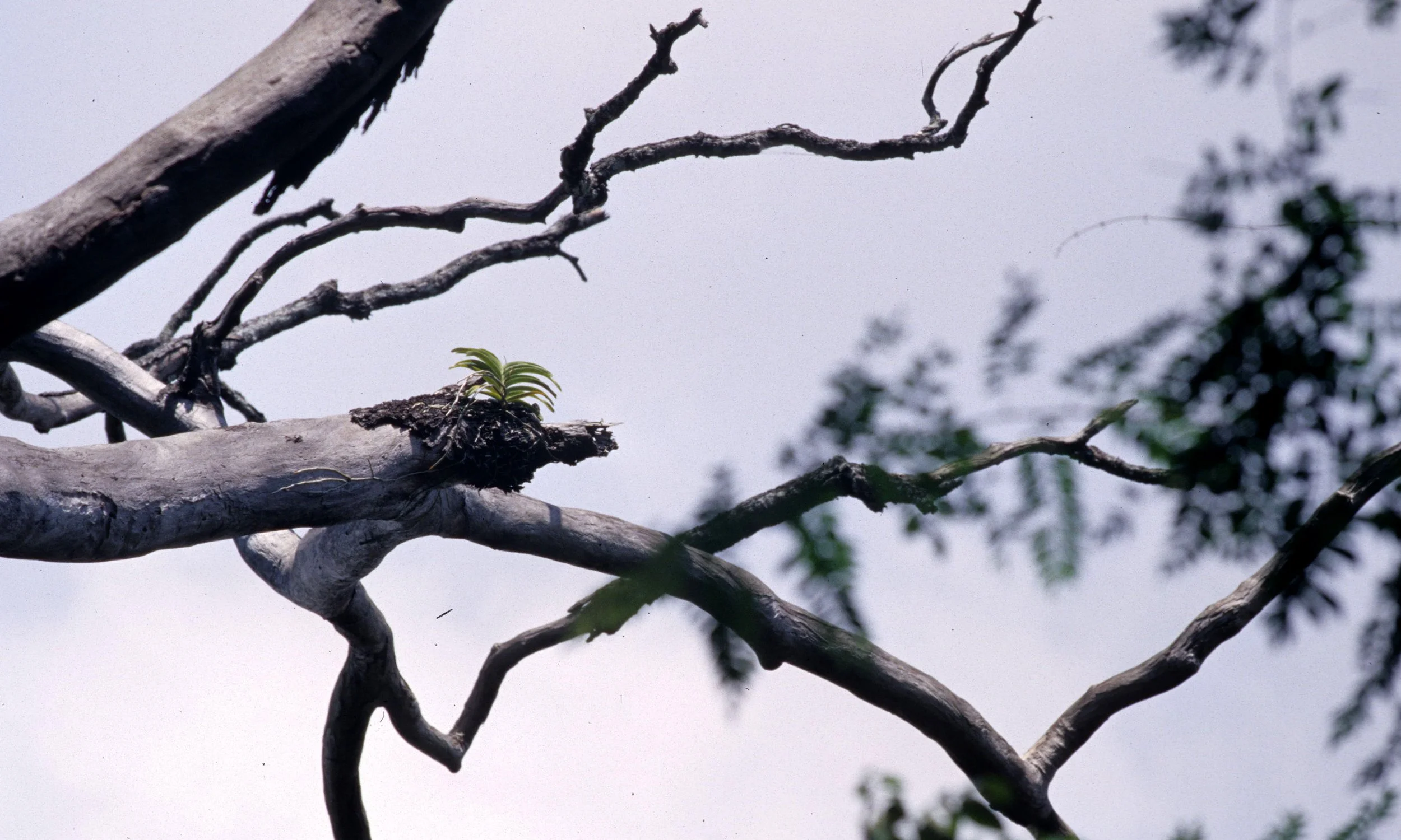 KOMODO - ORCHID SPECIES IN TREE.jpg