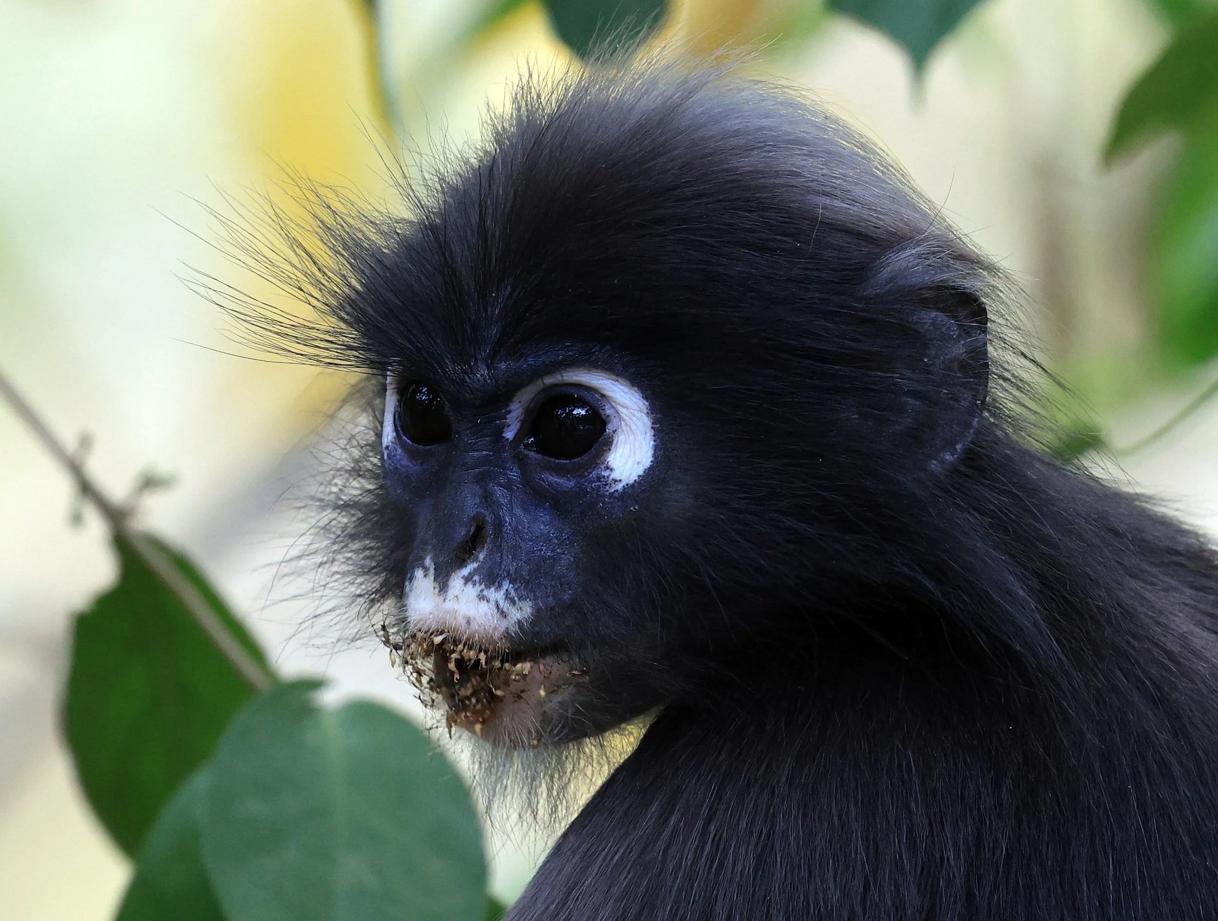 Dusky Langur (Spectacled) Leaf Monkey (Trachypithecus obscurus) Kaeng Krachan National Park ESS Expedition 2026 (31).jpg