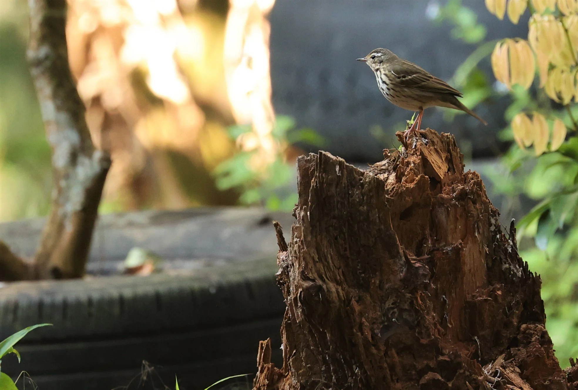 Olive-backed Pipit (Anthus hodgsoni) DOI ANG KHANG CHIANG MAI (1).jpg