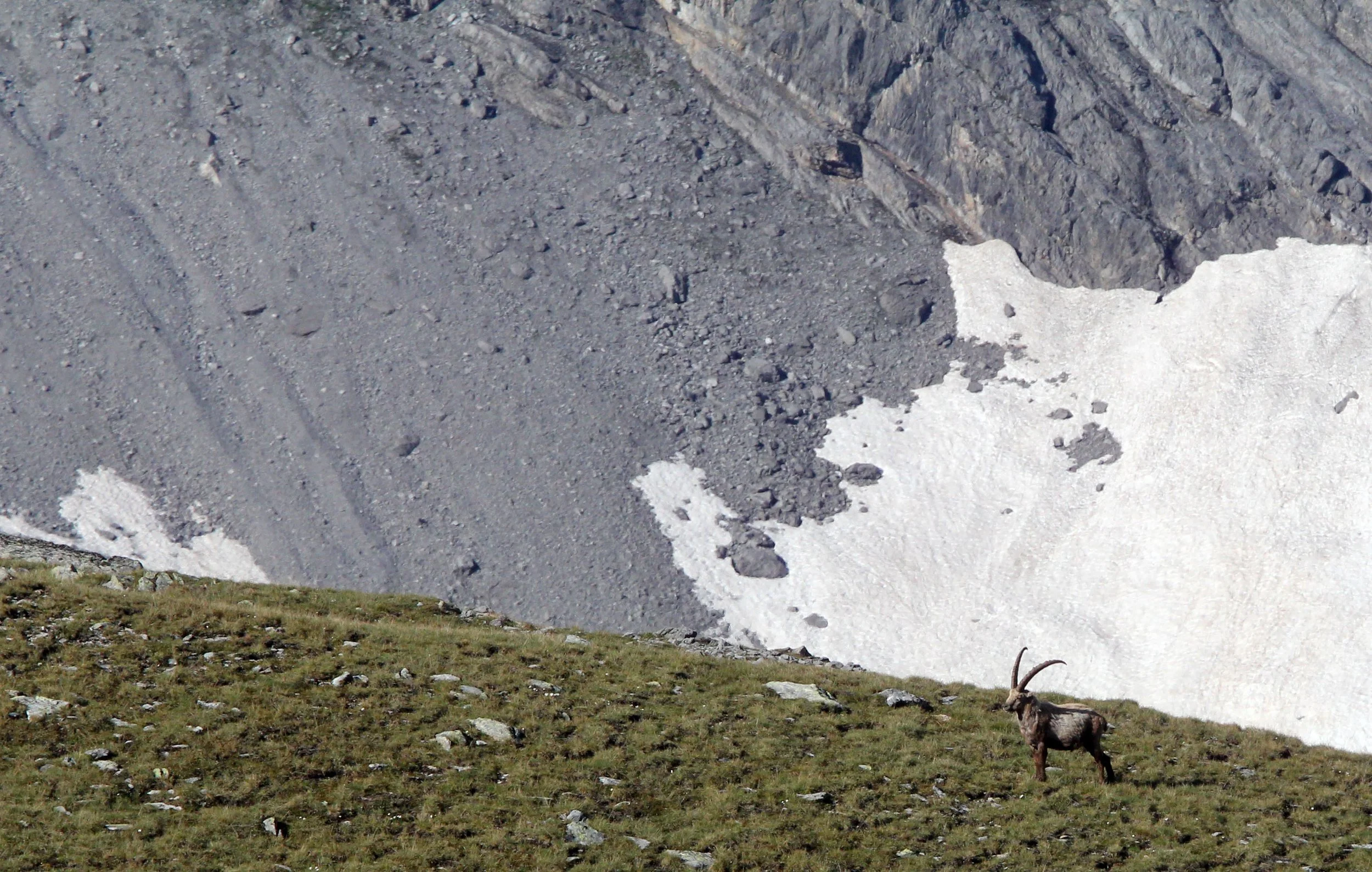 IBEX - ALPINE IBEX - Capra ibex - STELVIO NATIONAL PARK ITALY (18).JPG