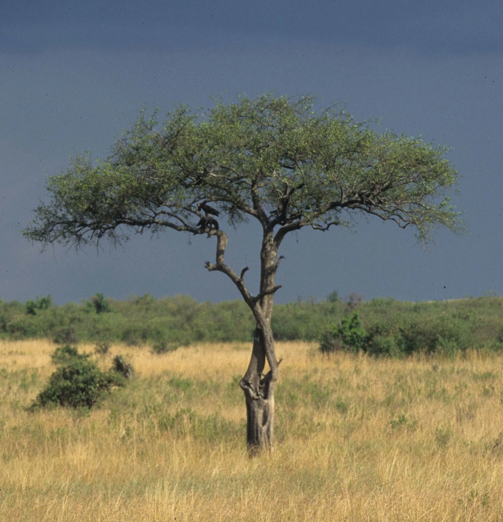 SERENGETI - ACACIA A.jpg
