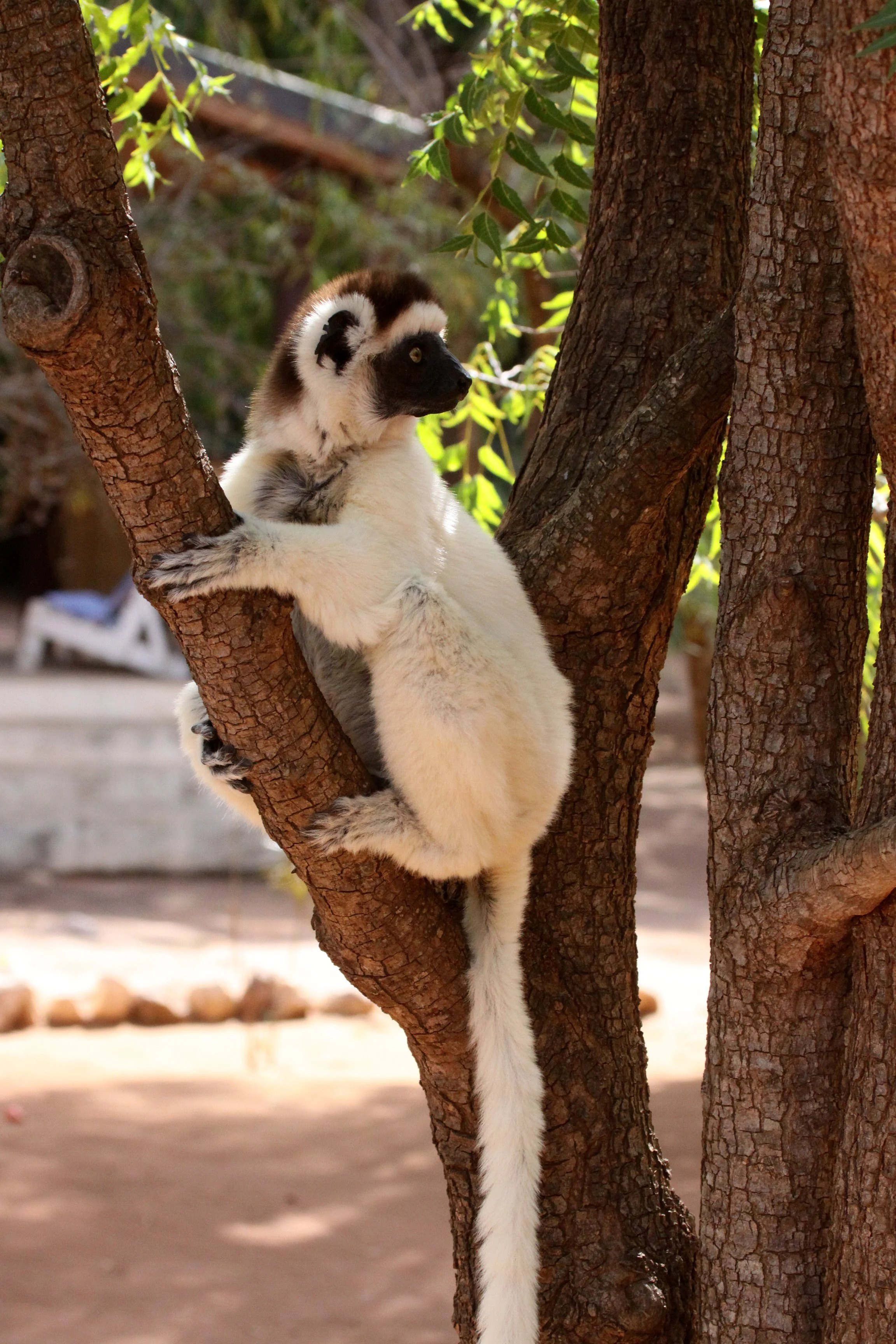 INDRIIDAE - Propithecus verreauxi - VERREAUX'S SIFAKA - BERENTY RESERVE MADAGASCAR (3).JPG