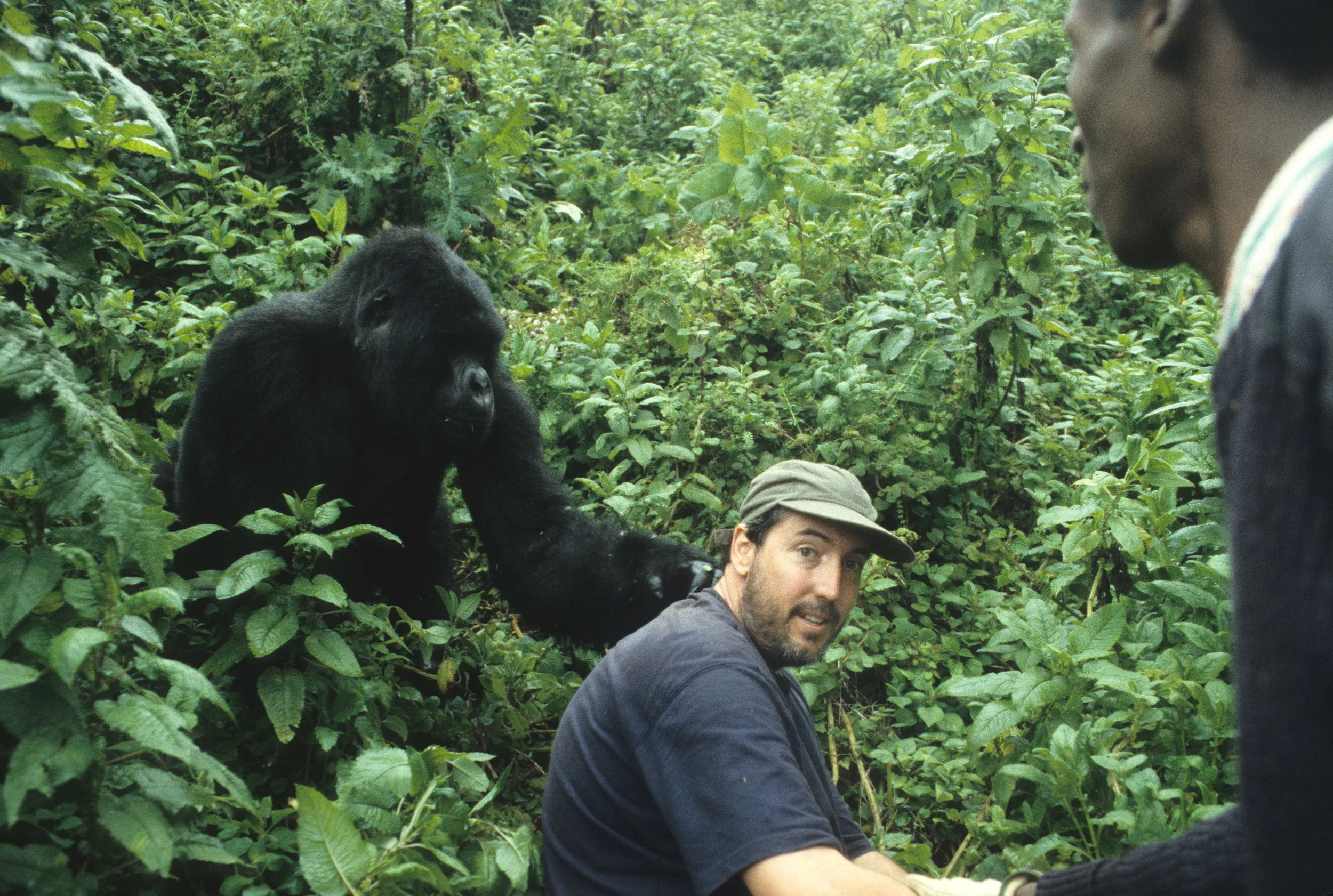 PRIMATE - GORILLA-RWANDA PARC DU VULCANS.jpg