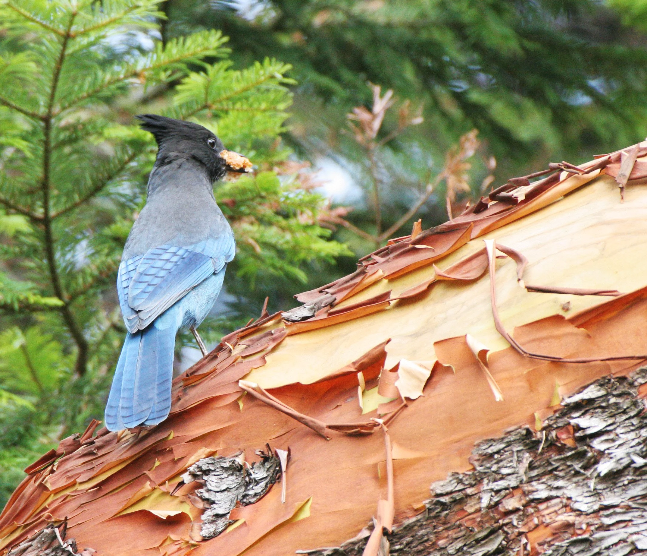 BIRD - JAY - STELLER'S JAY - LAKE FARM TRAILS.JPG