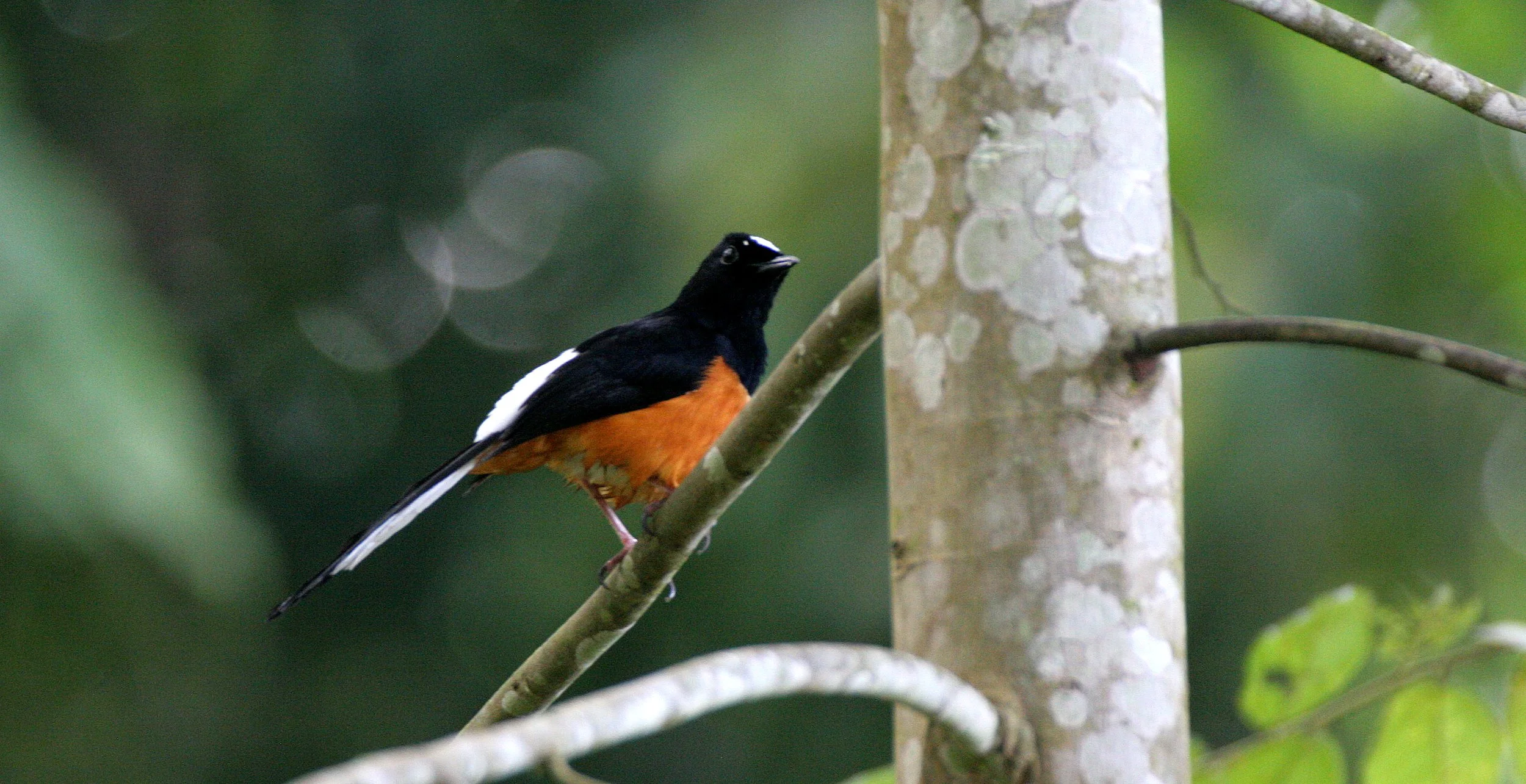 BIRD - SHAMA - WHITE-BROWED SHAMA - COPSYCHUS STRICKLANDI - KINABATANGAN RIVER BORNEO (19).JPG