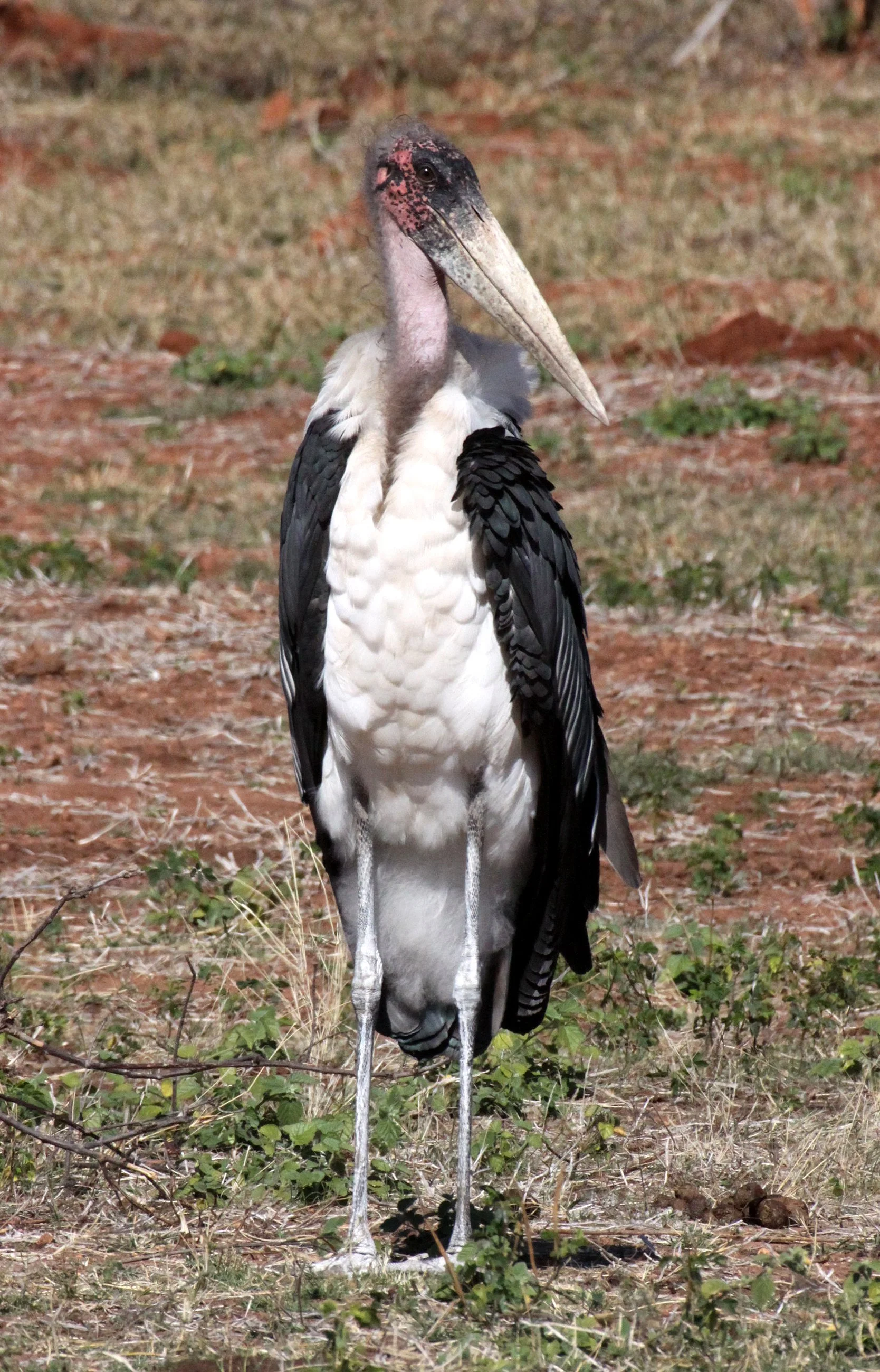 STORK - MARABOU STORK - Leptoptilos crumenifer - CHOBE NATIONAL PARK BOTSWANA (11).JPG