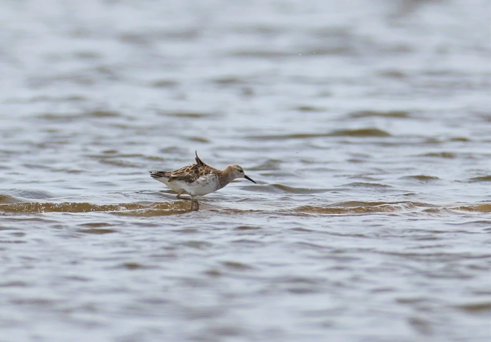 RUFF - Philomachus pugnax - CHACHOENGSAO  SALT PANS (5).jpg