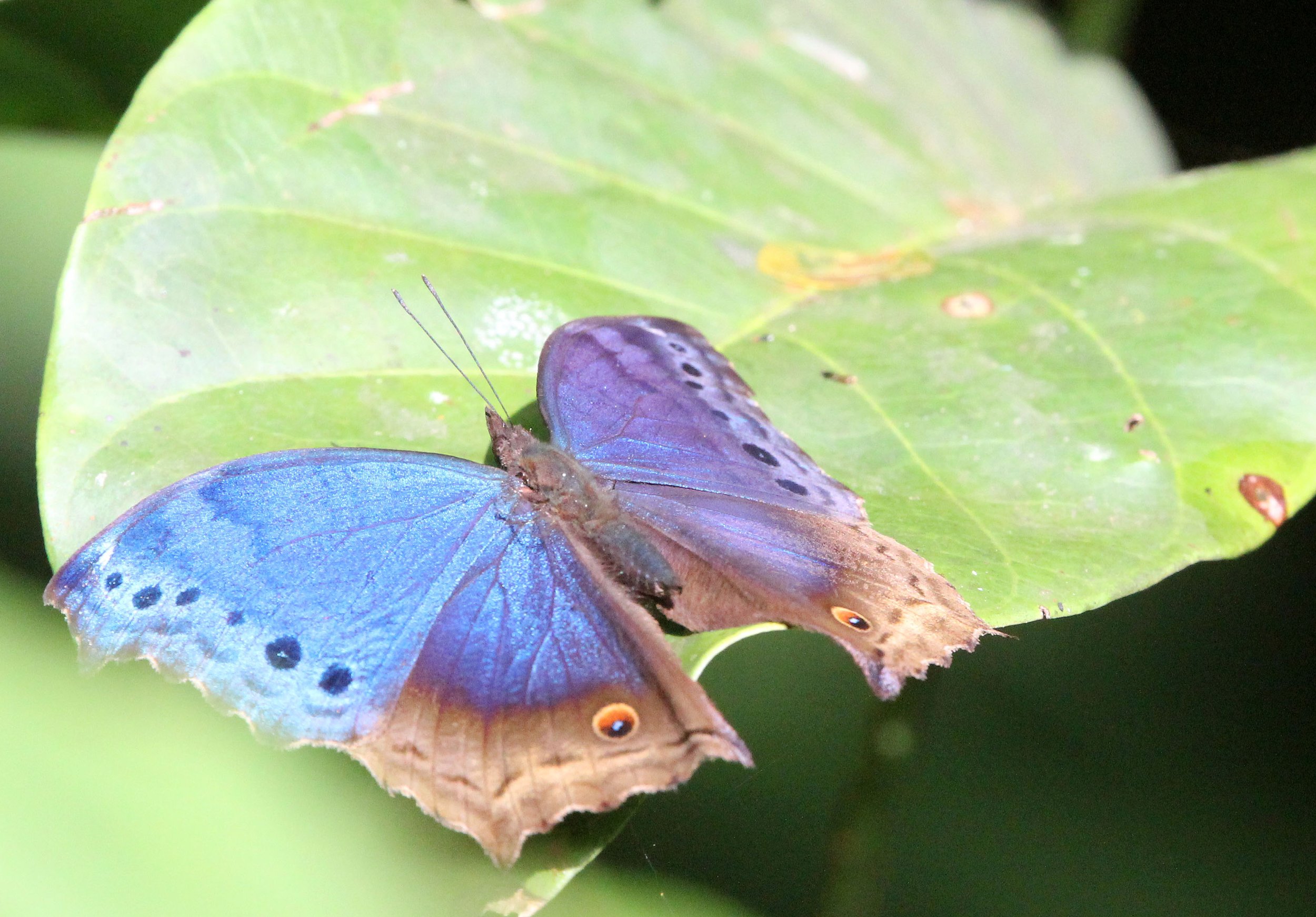 Nymphalidae - Mother of Pearl Buttlerfly Protogoniomorpha temora) Nyungwe, Rwanda