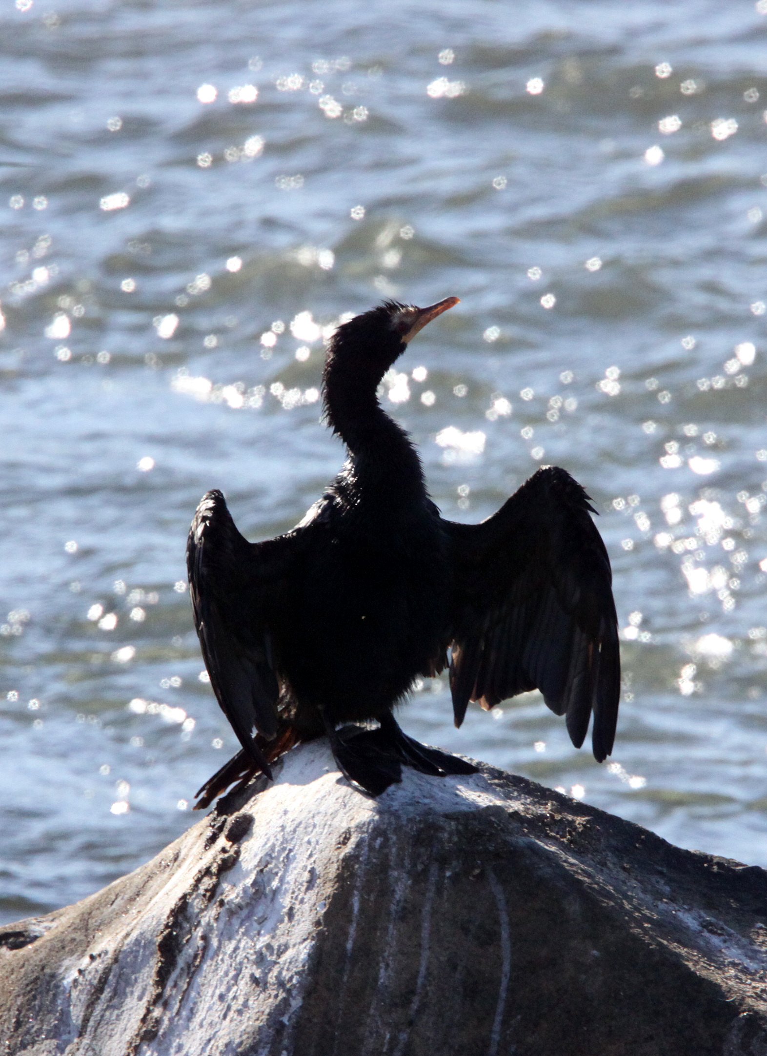  Microcarbo africanus - Reed Cormorant - Kruger National Park South Africa (6).JPG