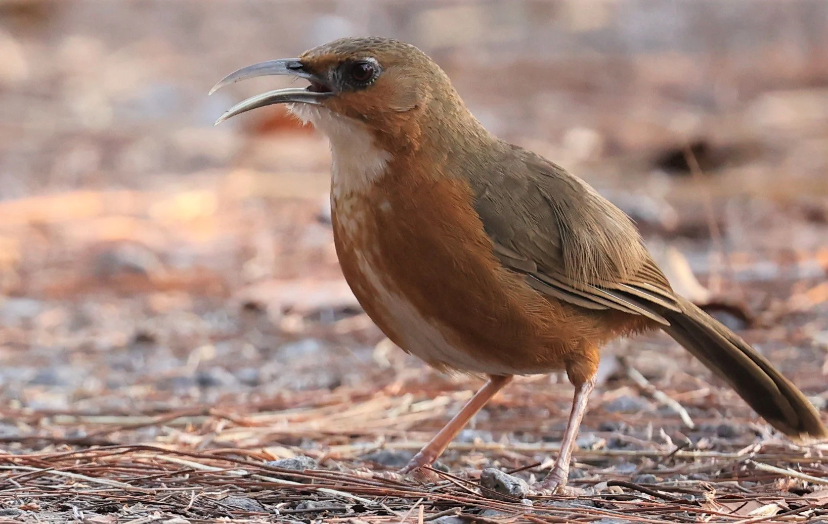 SCIMITAR BABBLER - RUSTY-CHEEKED SCIMITAR BABBLER - Erythrogenys erythrogenys - DOI LANG WEST, DOI PHA HOM POK NP, CHIANG MAI DEC 2021 (21).jpg