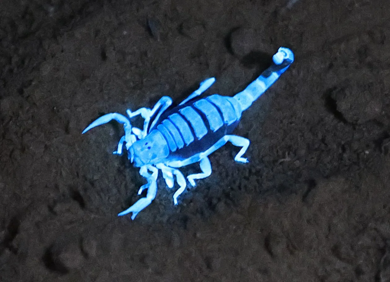 Brachistosternus species - Fortin Toledo Paraguay  